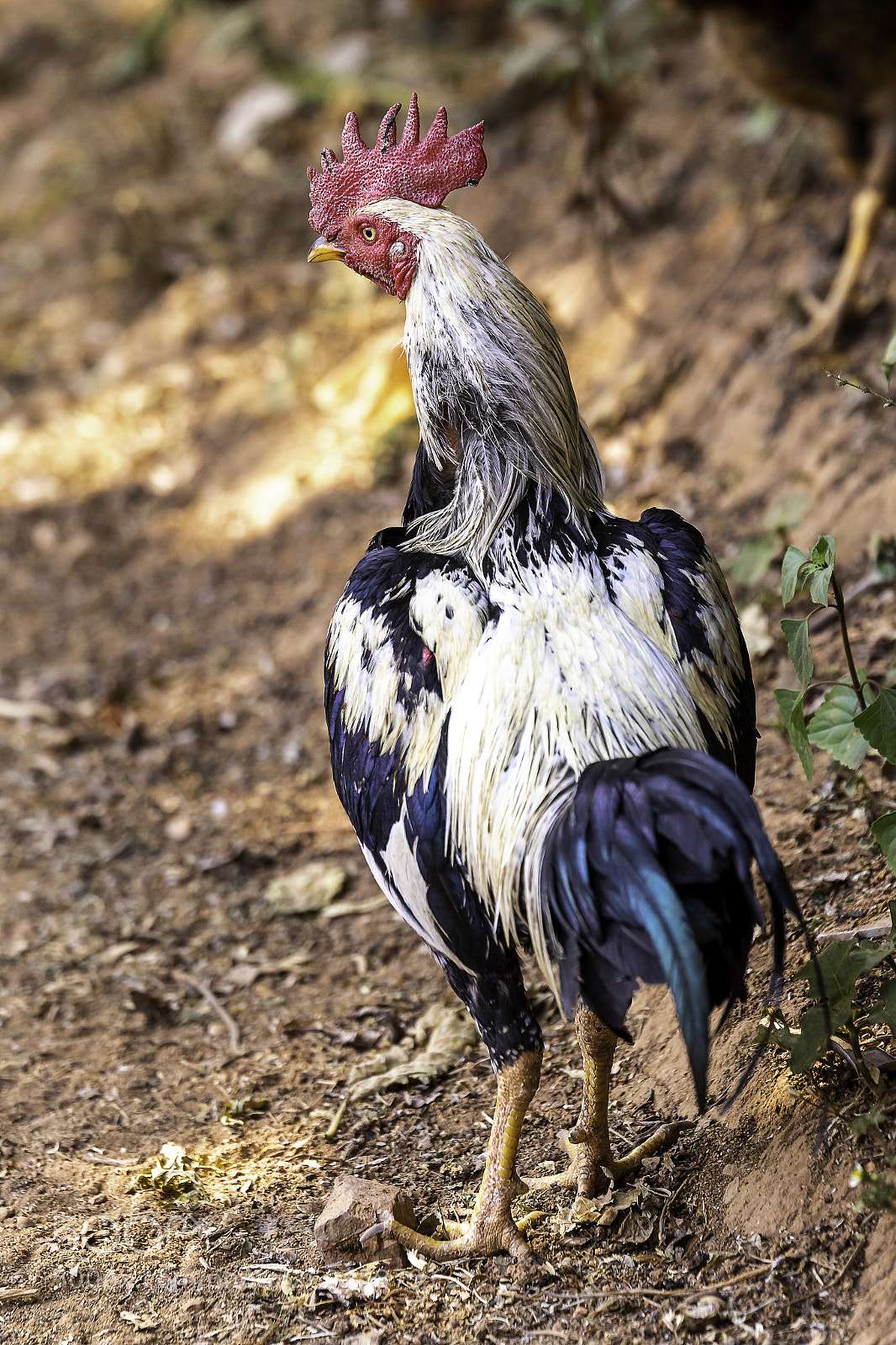 Canon EOS 7D Mark II sample photo. Gallo photography