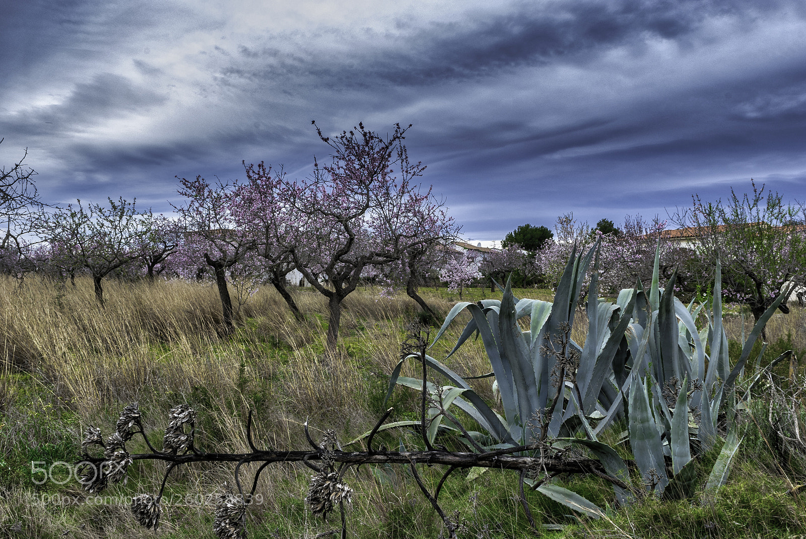 Nikon D80 sample photo. Almond trees photography