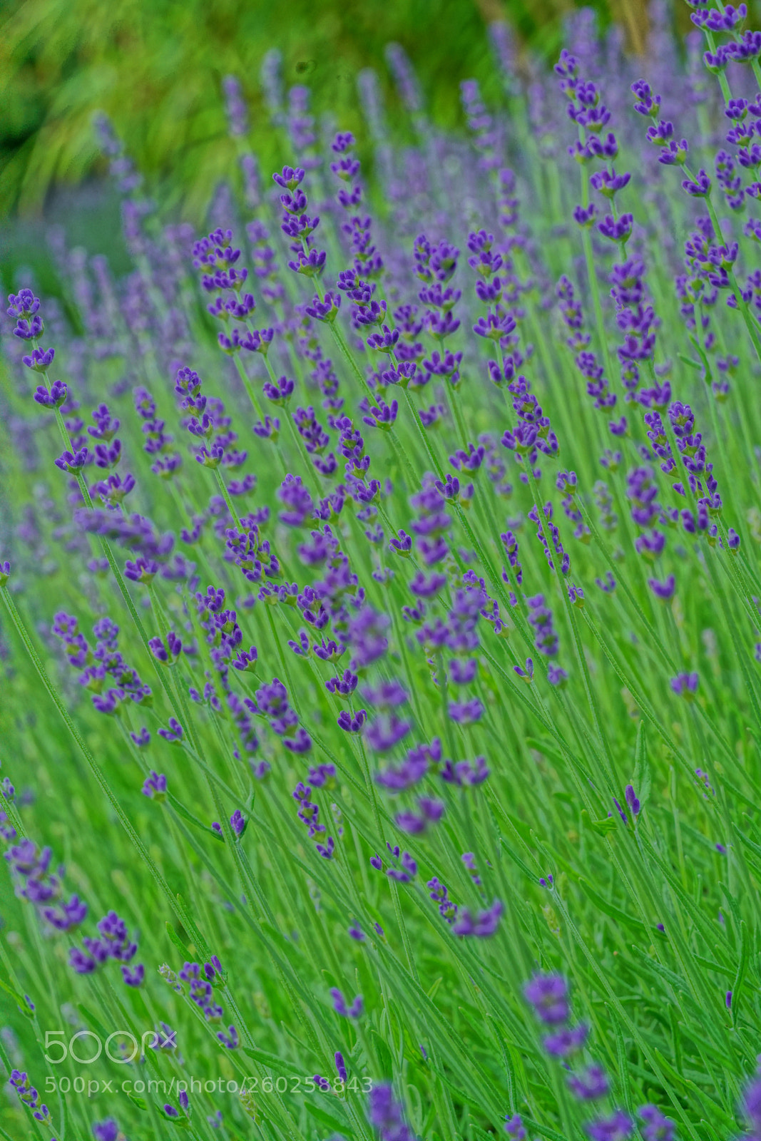 Sony a7R II sample photo. Lavendar ii photography