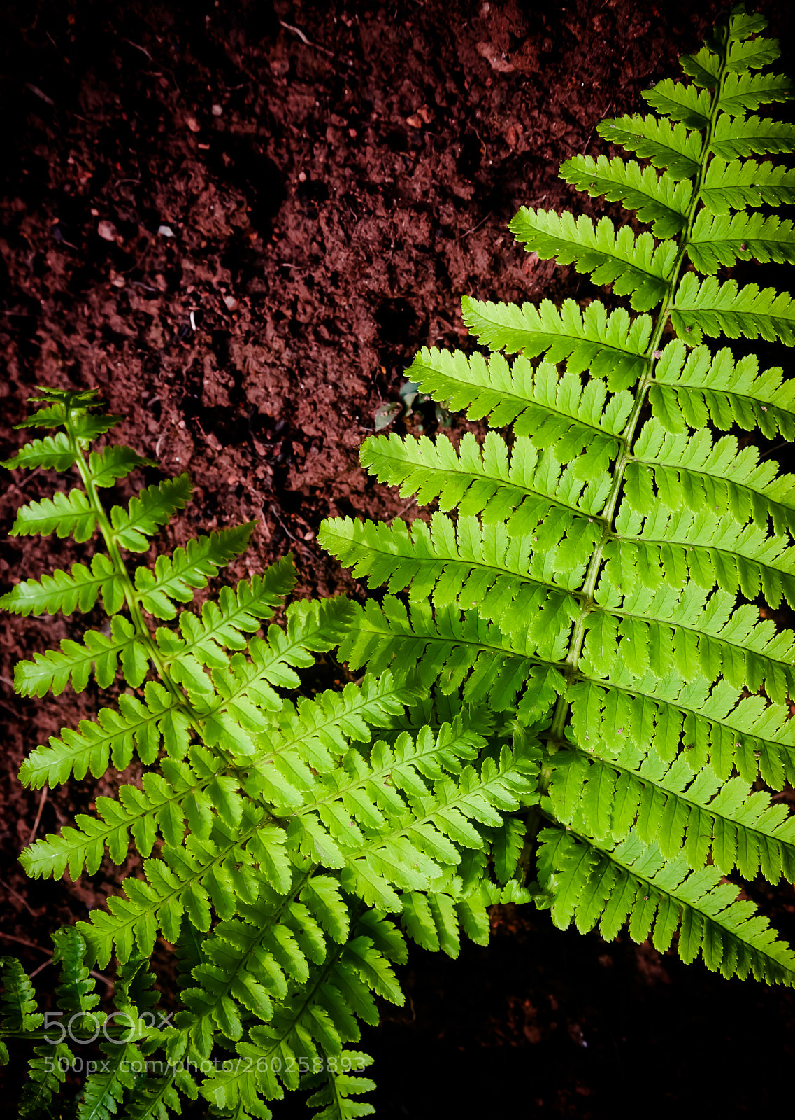 Pentax K-x sample photo. Leaves photography