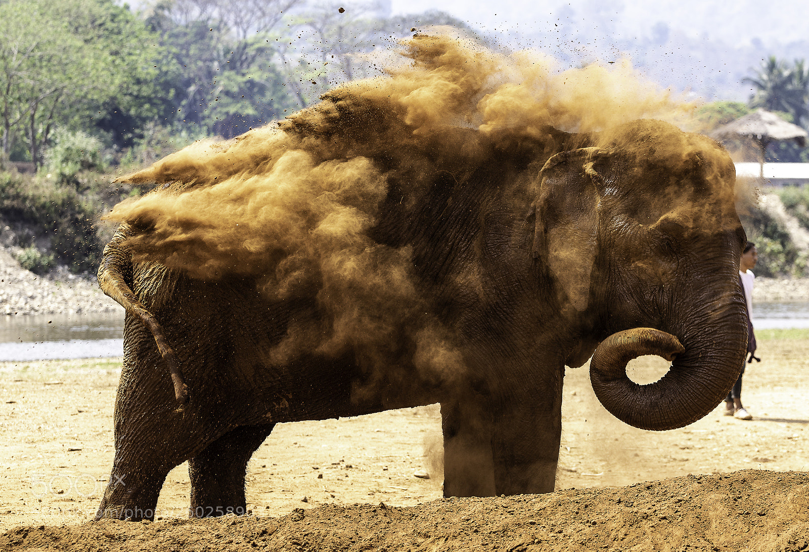 Canon EOS 7D Mark II sample photo. Elephant photography