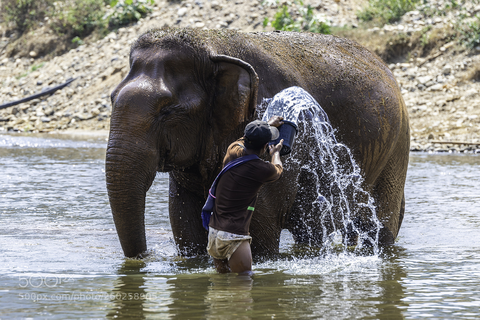 Canon EOS 7D Mark II sample photo. Washing elephants photography