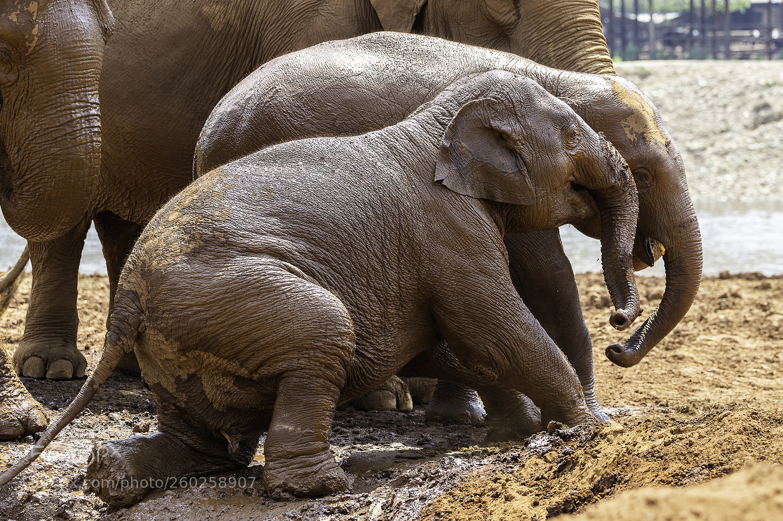 Canon EOS 7D Mark II sample photo. Baby elephants photography