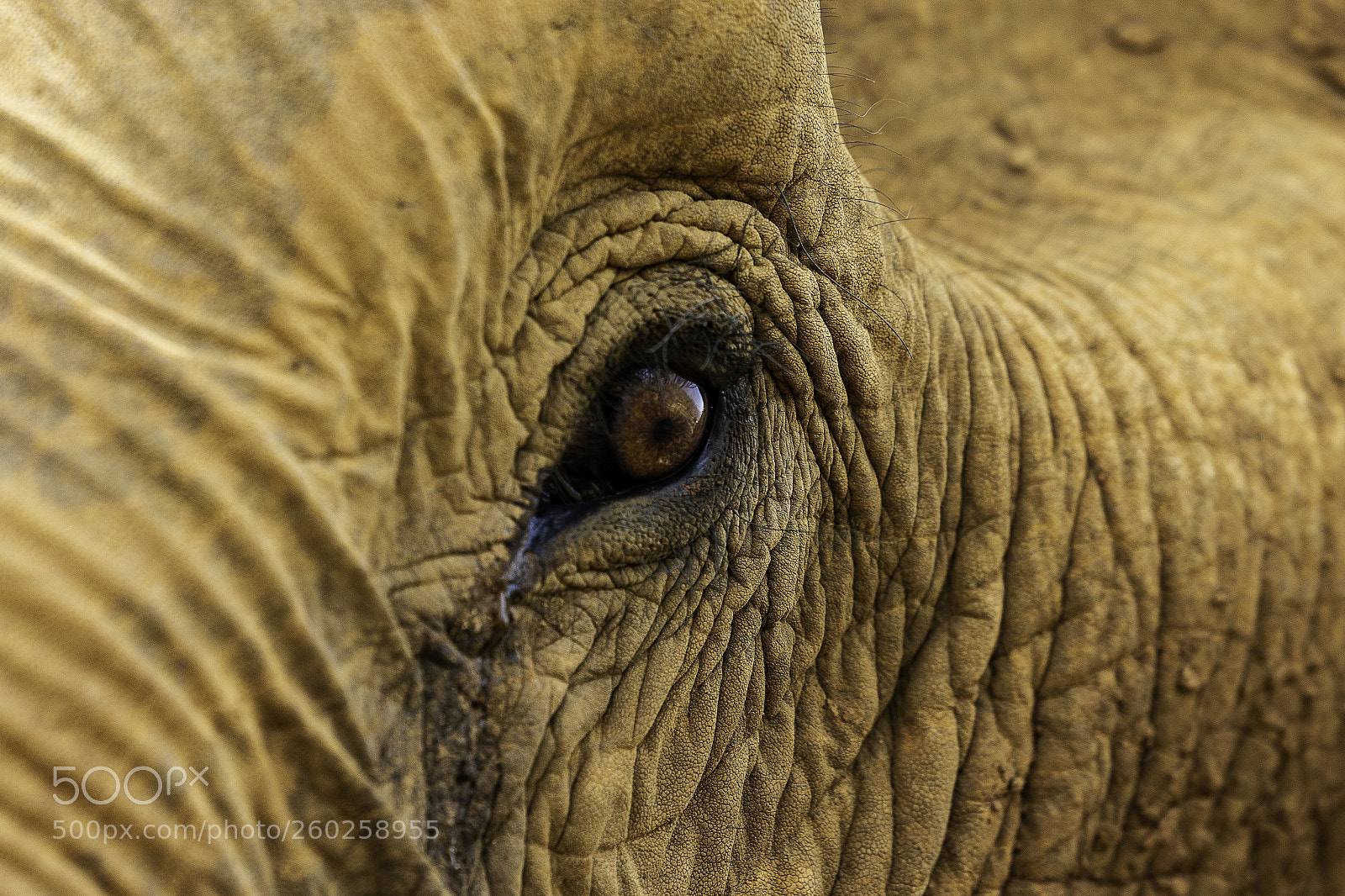 Canon EOS 7D Mark II sample photo. Elephant eye photography