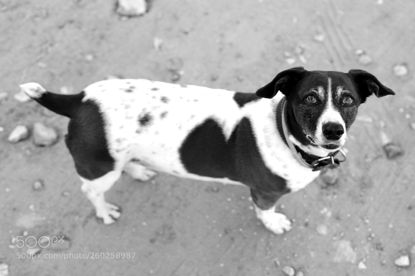 Canon EOS 6D Mark II sample photo. Dogeye photography