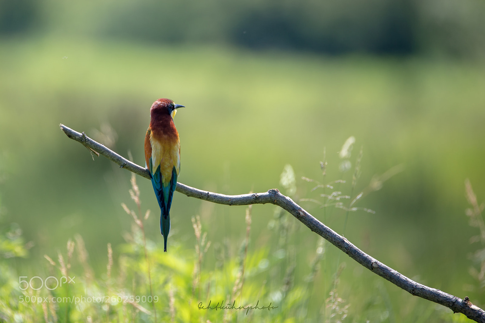 Canon EOS 5DS R sample photo. Bienenfresser photography