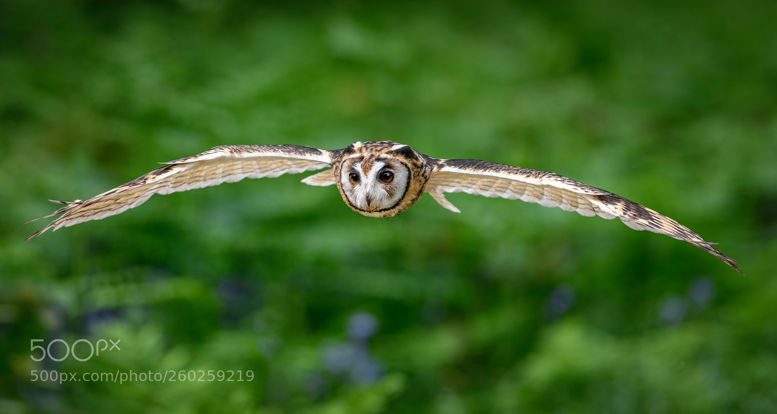 Nikon D850 sample photo. Mexican striped owl flying photography