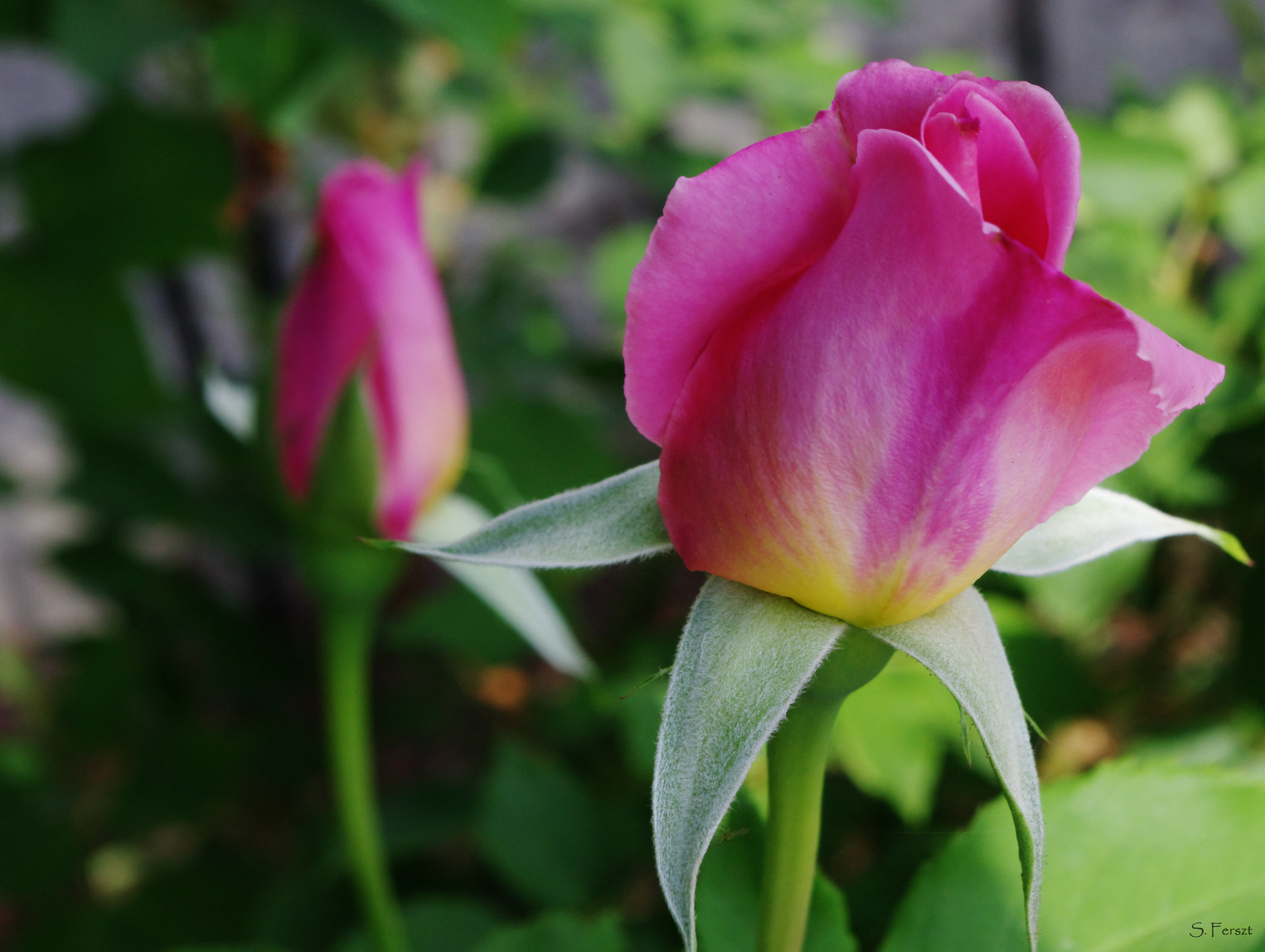 Pentax K-3 sample photo. Rose photography