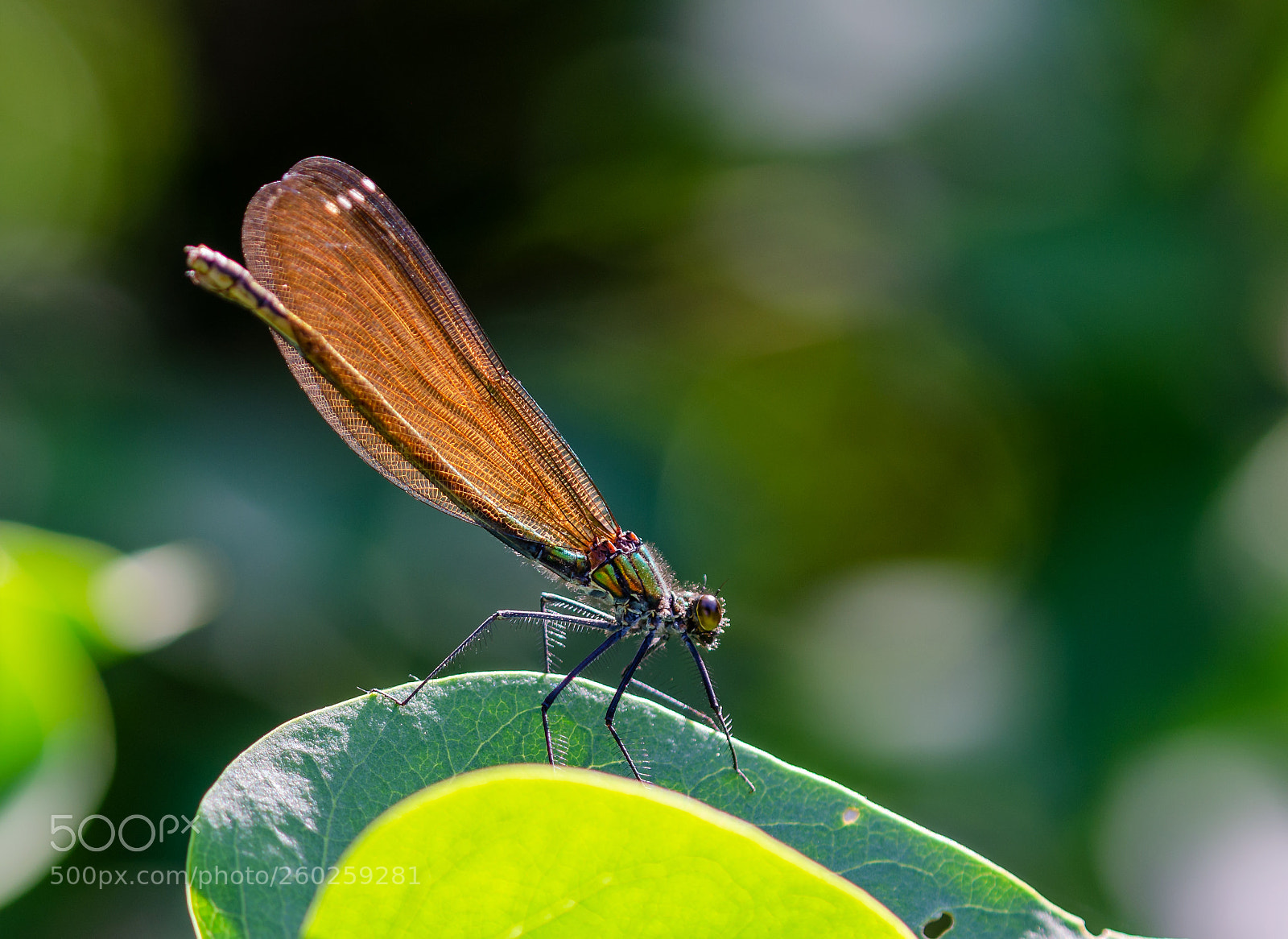 Nikon D5100 sample photo. Blauflu gel prachtlibelle beautiful photography