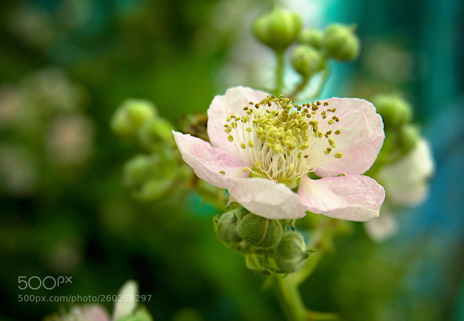 Sony a6000 sample photo. Blackberry photography