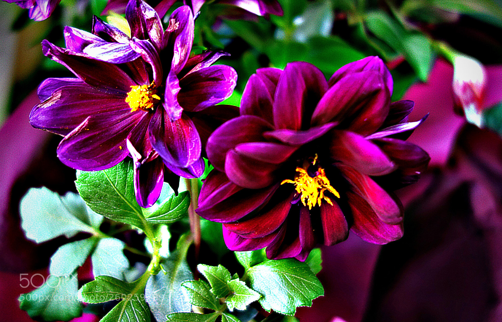 Sony Cyber-shot DSC-RX100 sample photo. Copia photography