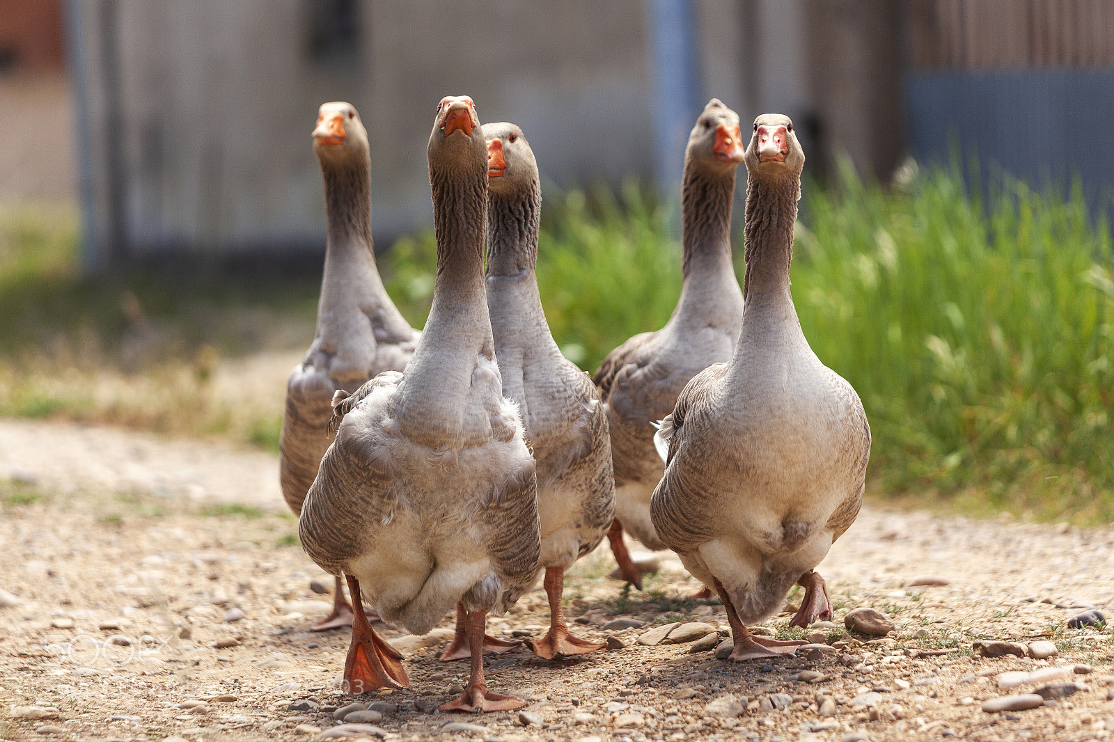 Canon EOS 5D Mark II sample photo. Geese promenade photography