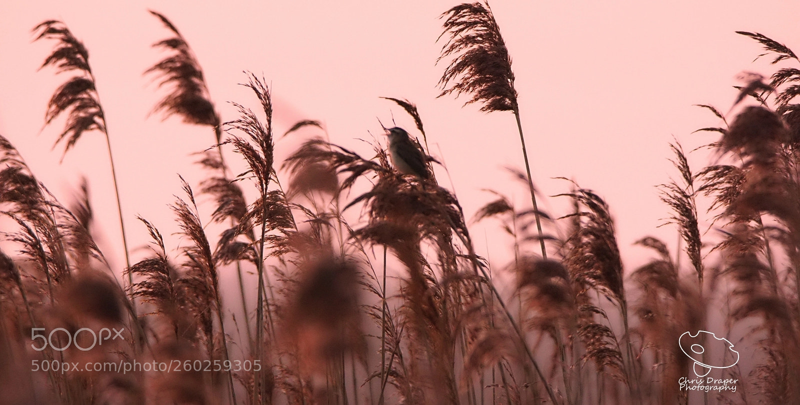 Sony ILCA-77M2 sample photo. Morning light photography