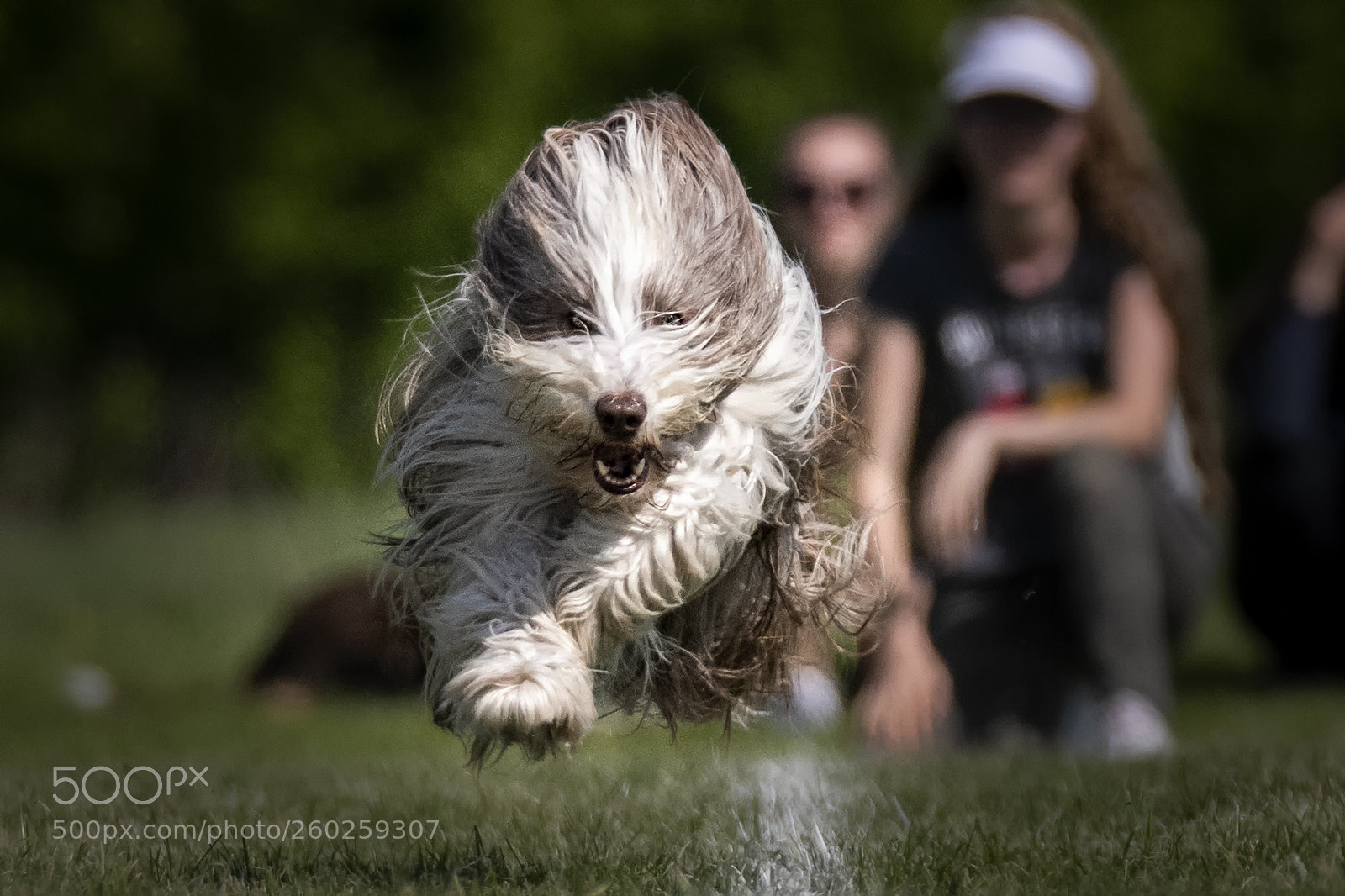 Nikon D500 sample photo. Shaggy photography