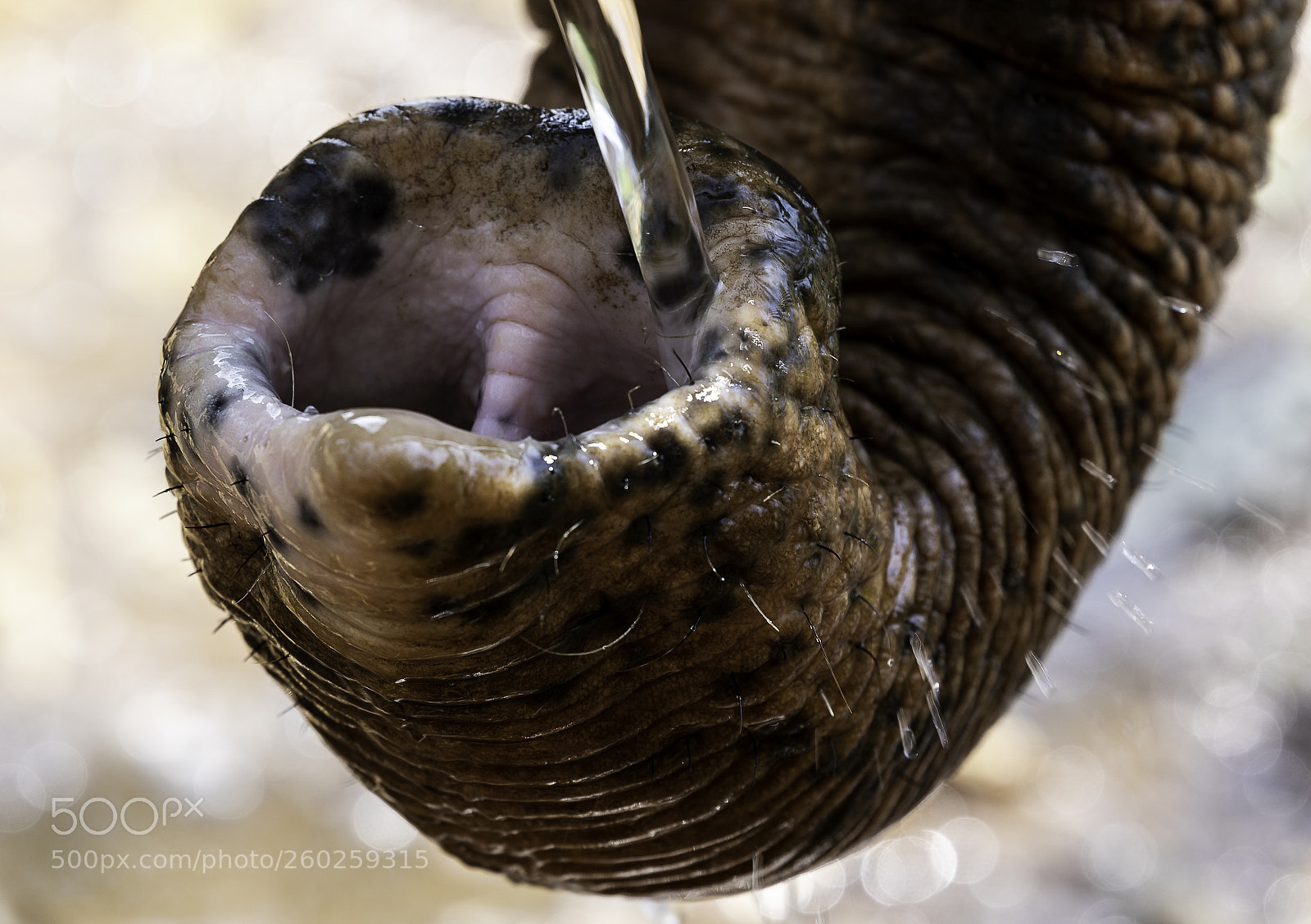 Canon EOS 7D Mark II sample photo. Drinking photography