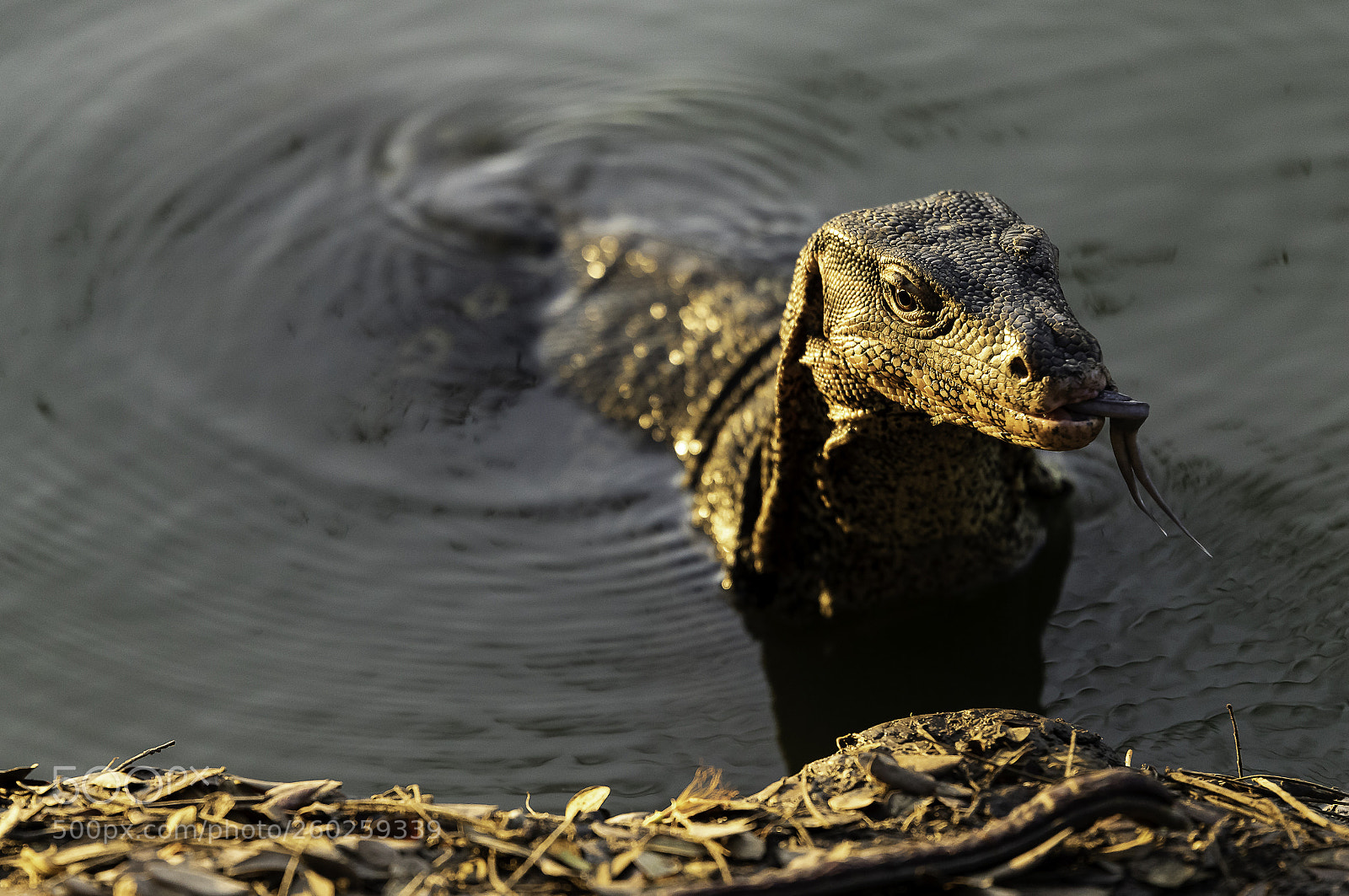 Canon EOS 7D Mark II sample photo. Monitor lizard photography