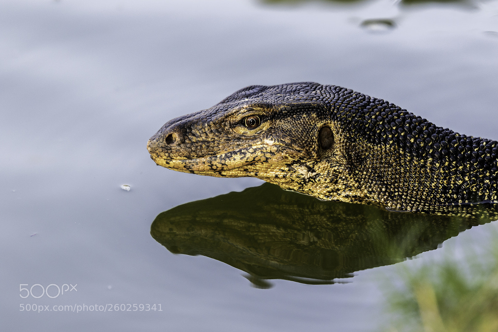 Canon EOS 7D Mark II sample photo. Monitor lizard photography