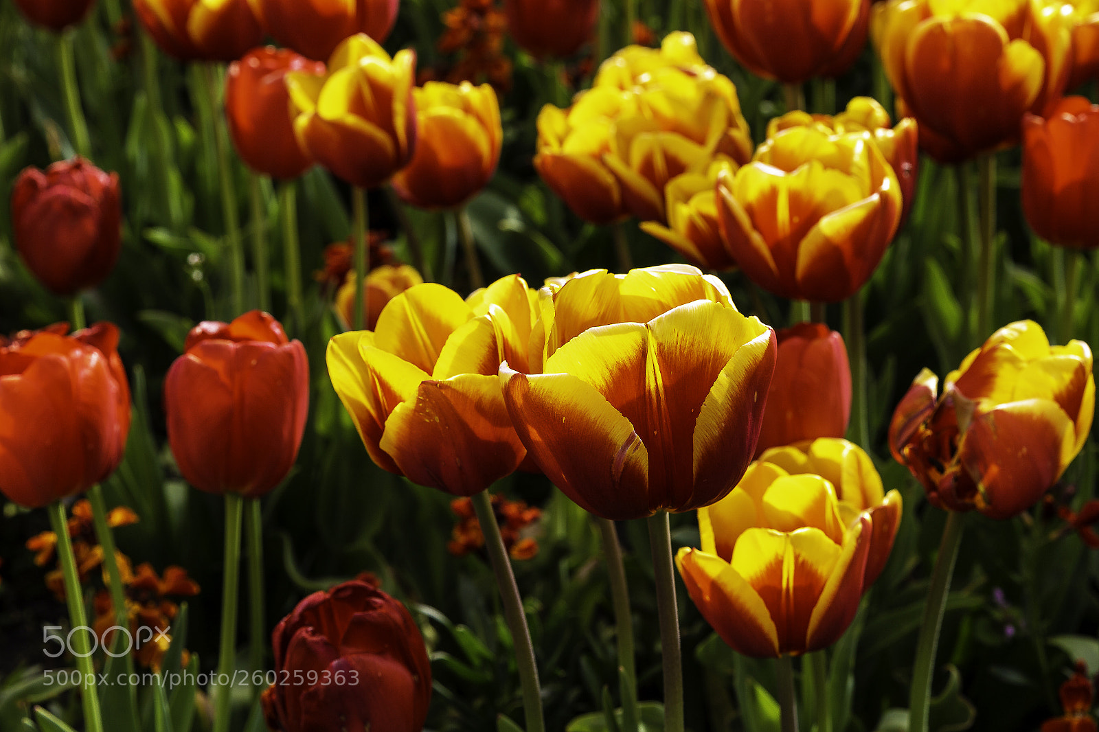 Canon EOS 6D sample photo. Tulips photography