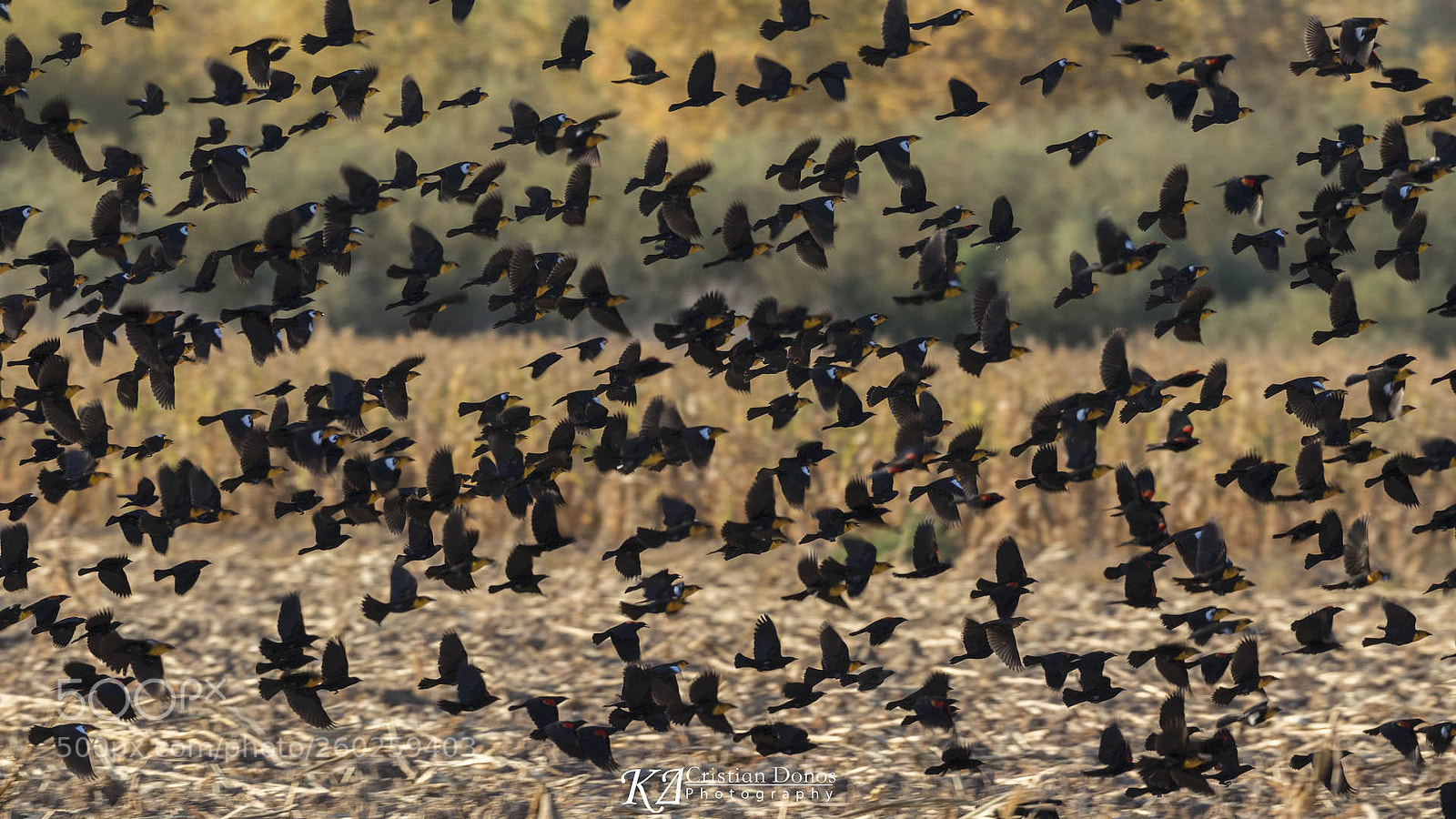 Canon EOS 7D Mark II sample photo. Cibola nwr photography