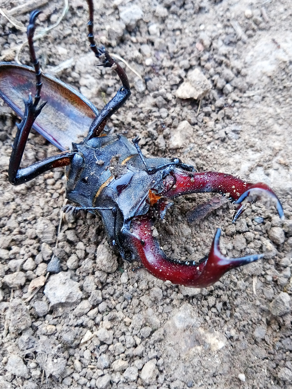 Meizu M6 sample photo. A stag-beetle killer is on the loose photography