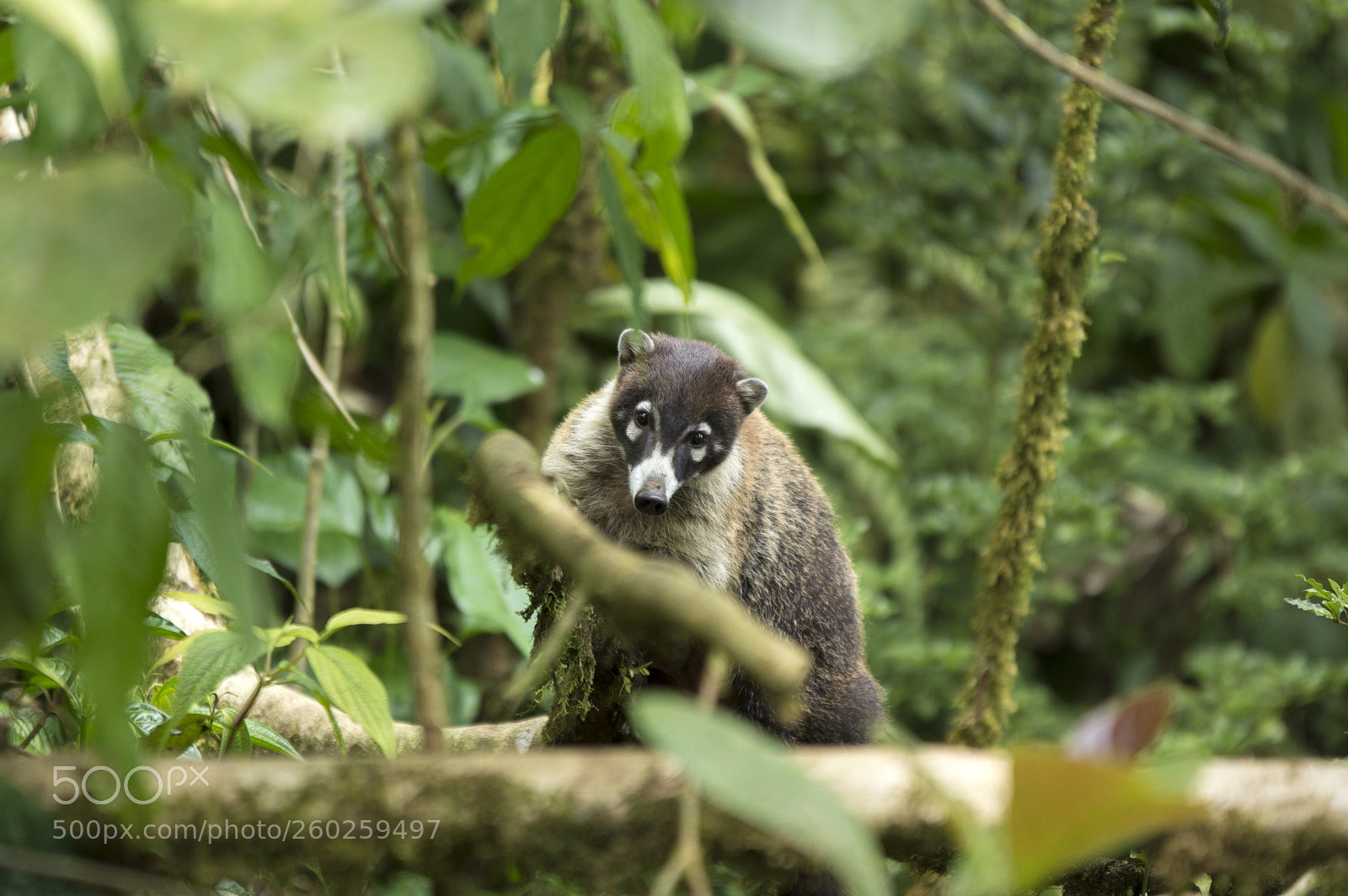 Nikon D3200 sample photo. Coati photography