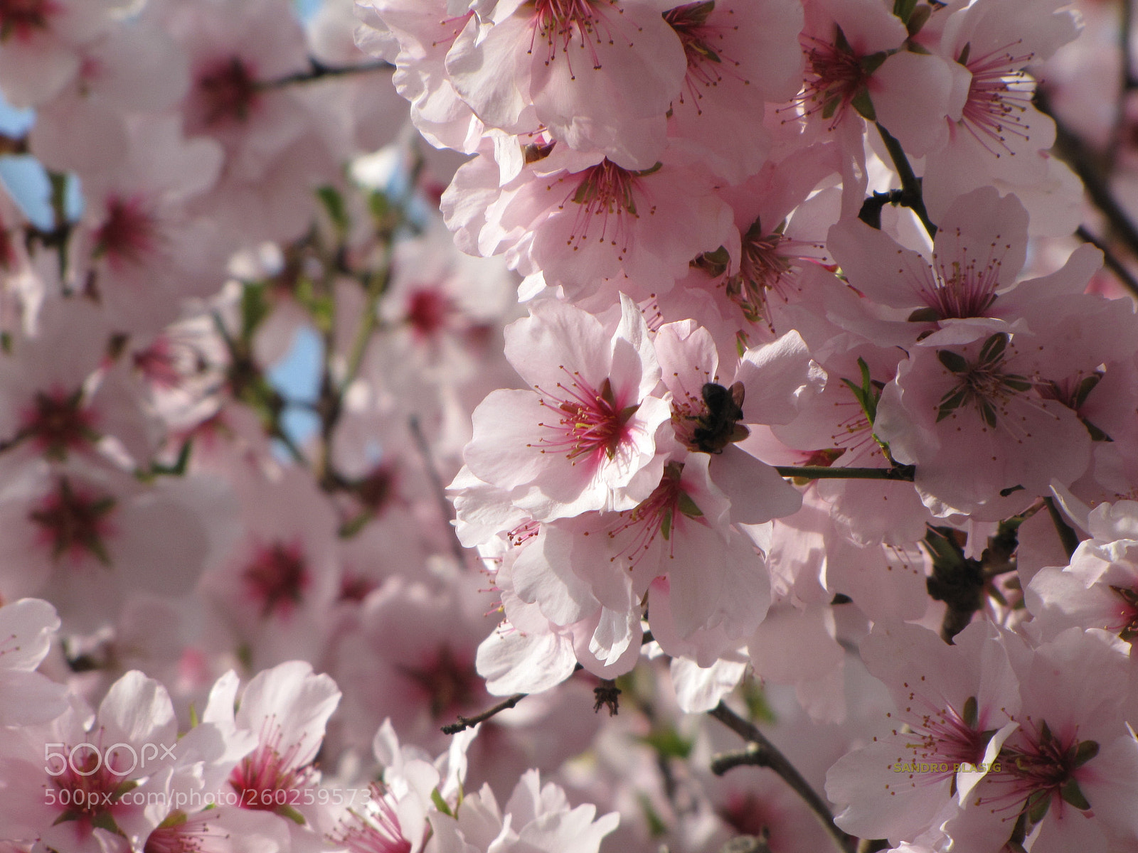 Canon PowerShot SX10 IS sample photo. () photography