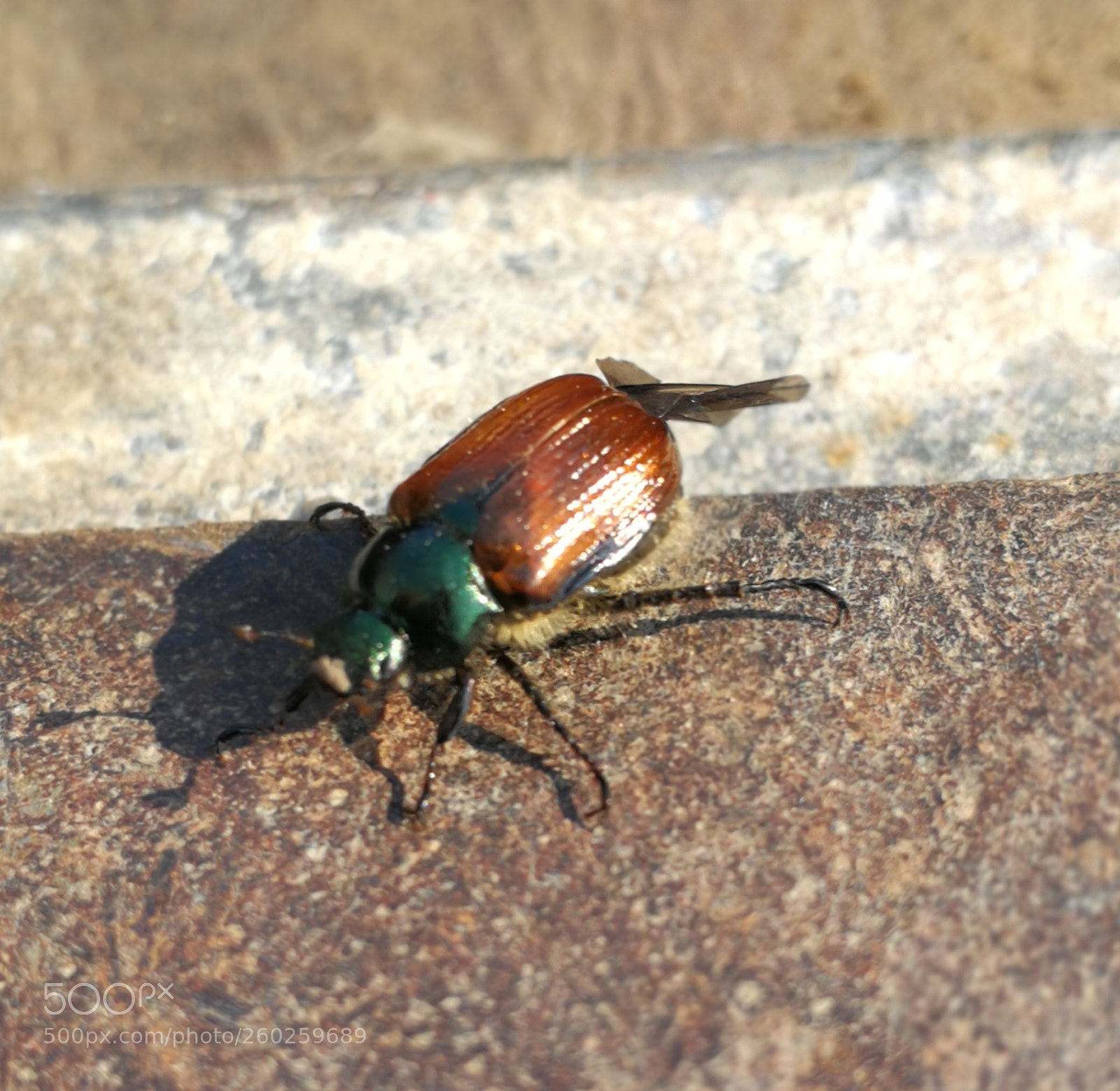 HUAWEI P10 sample photo. Untitled photography