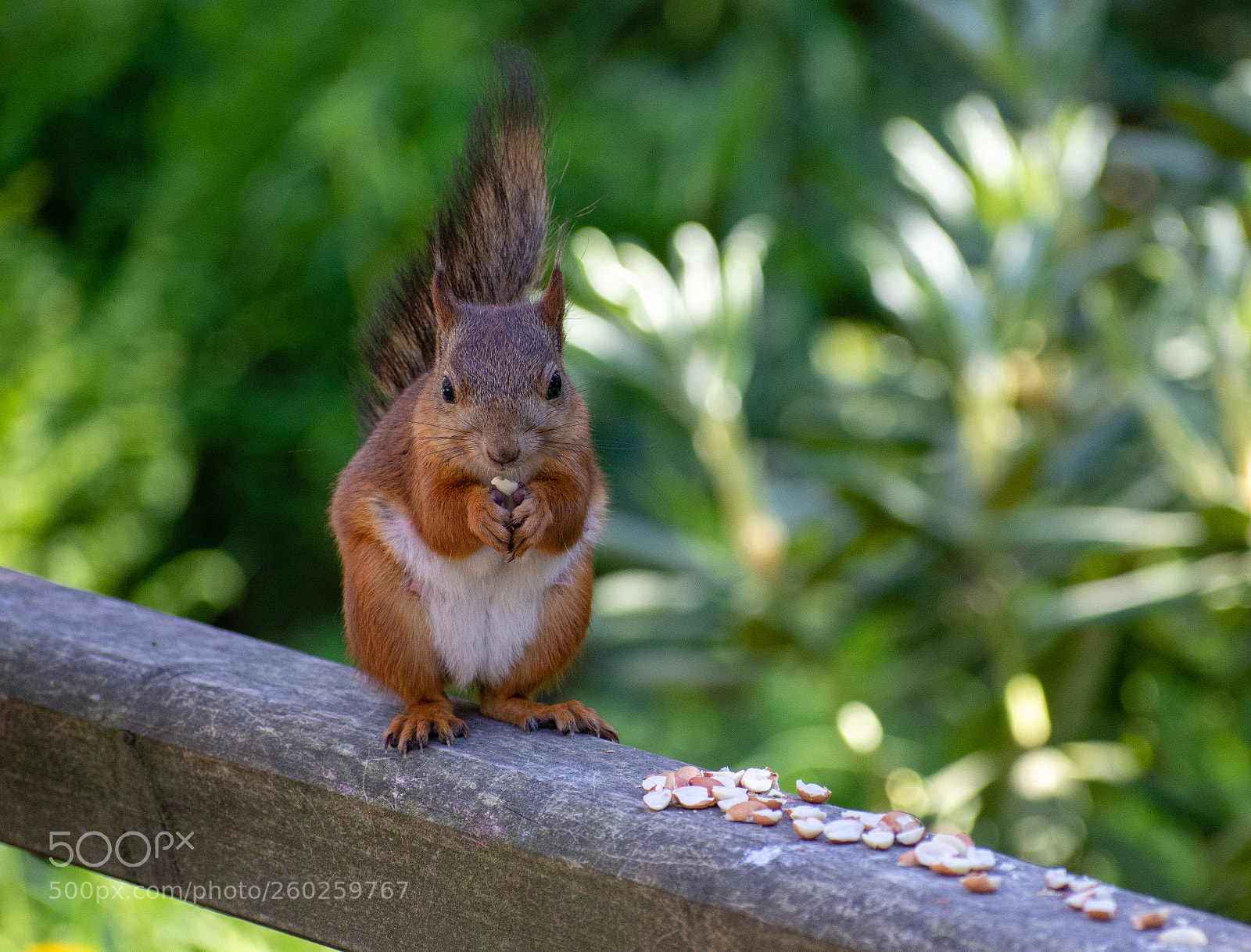 Nikon D7200 sample photo. Squirrel snack time photography