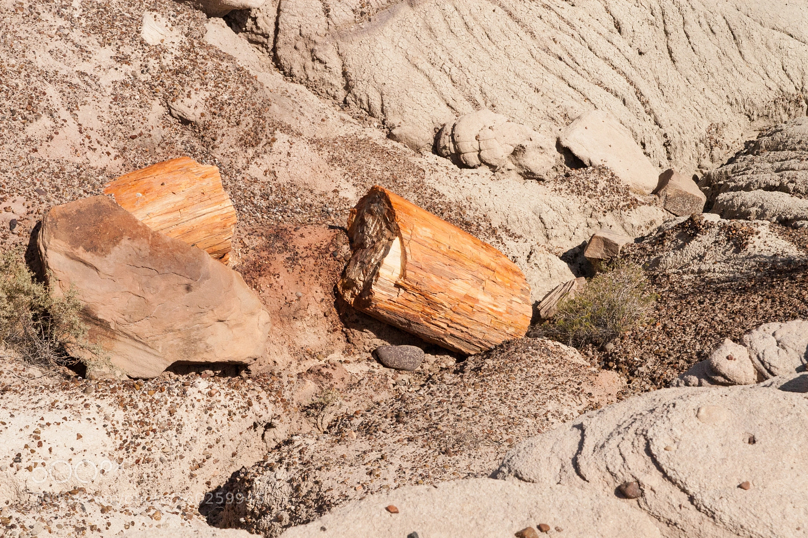 Canon EOS 30D sample photo. Petrified forest national park photography