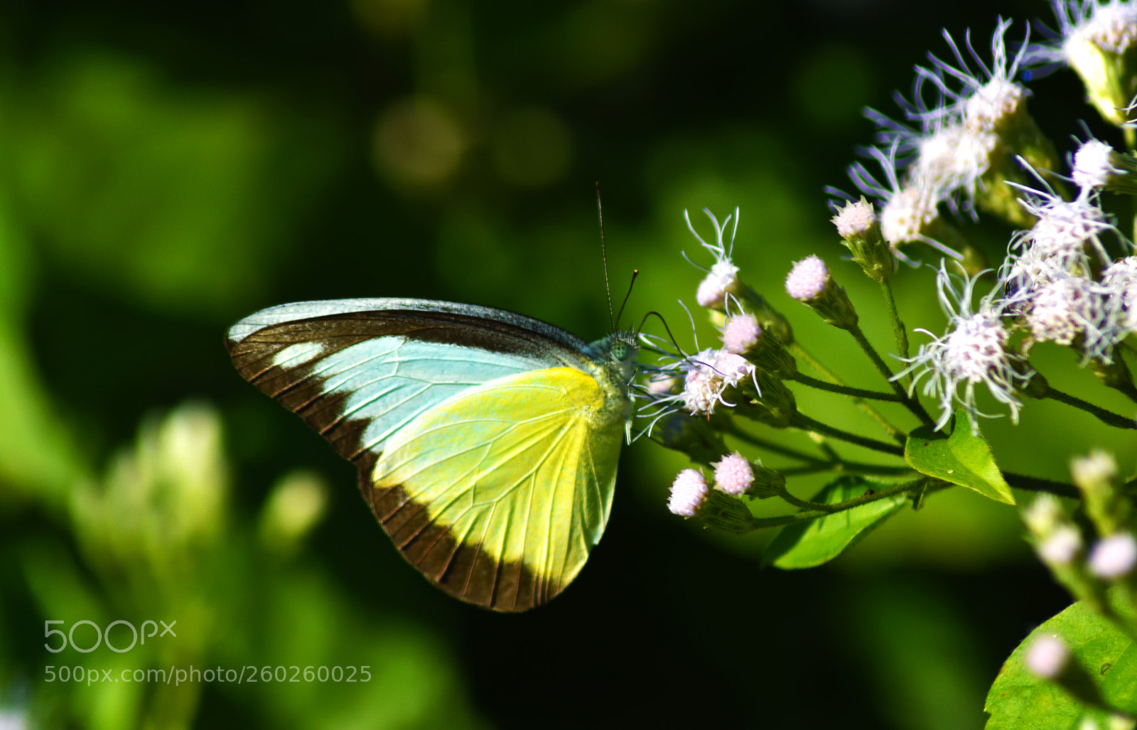 Nikon D7200 sample photo. Appias lyncida photography