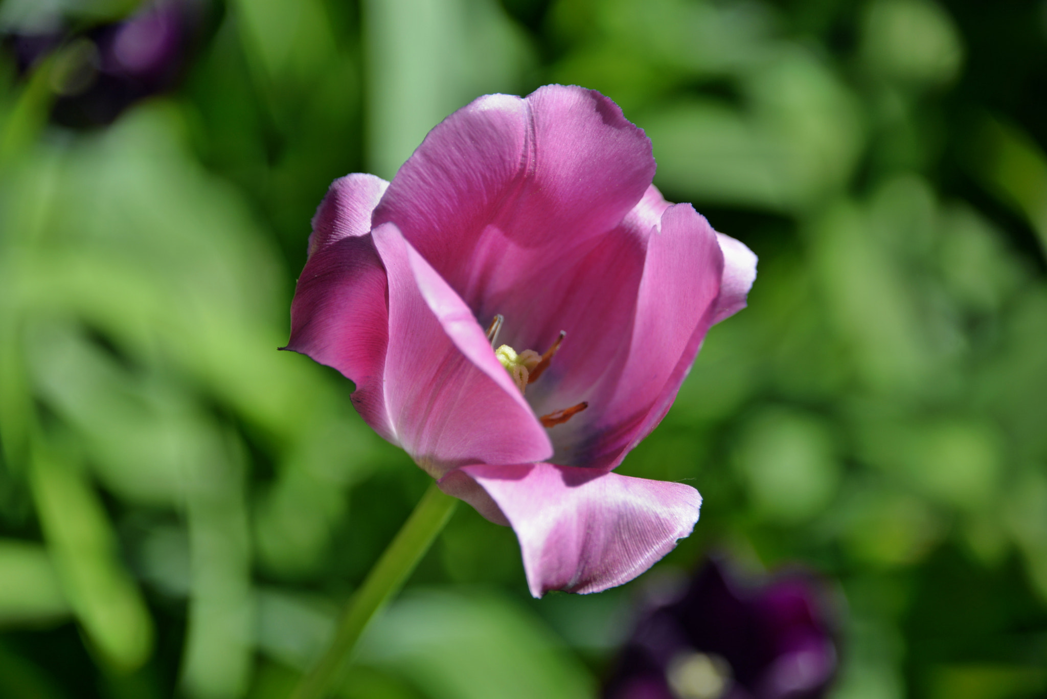 Nikon D610 sample photo. Tulip photography