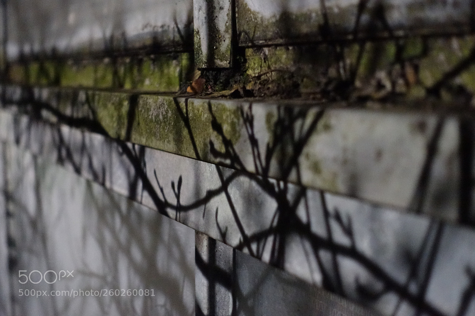 Sony Cyber-shot DSC-RX100 III sample photo. Shadowvine photography