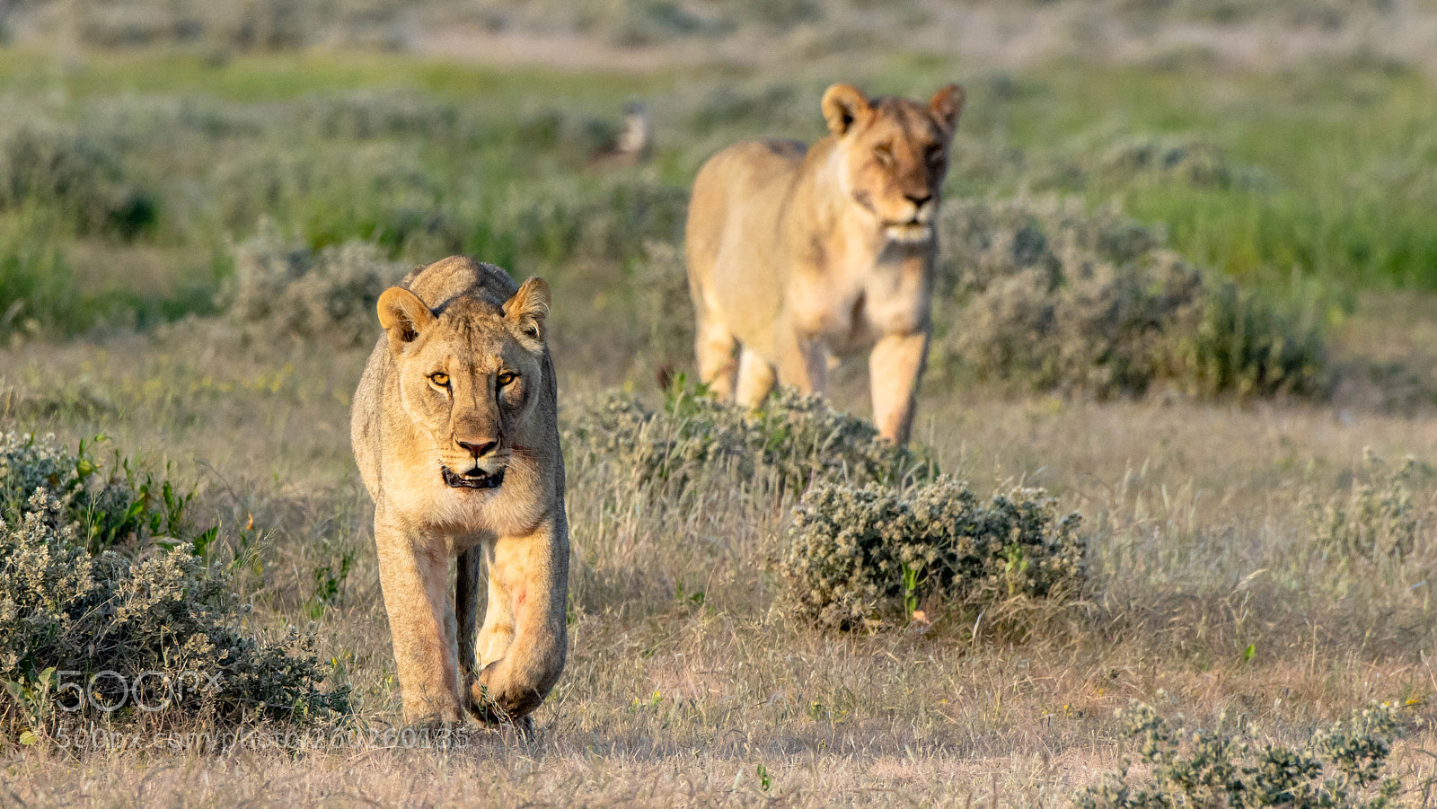 Pentax K-3 II sample photo. Lionesses photography