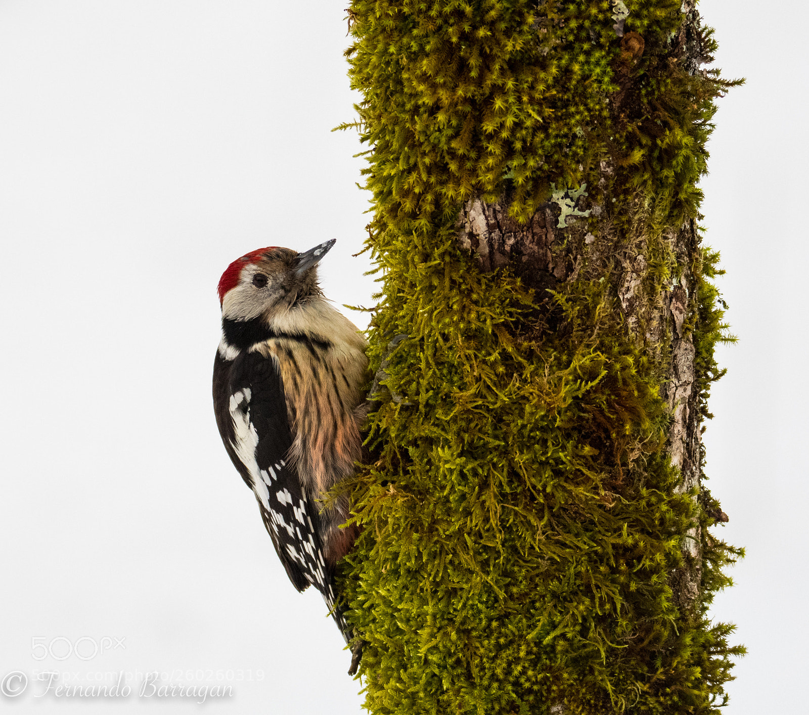 Nikon D500 sample photo. Picapinos y nieve photography