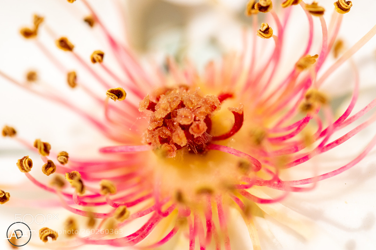 Nikon D500 sample photo. Pollen de rose photography