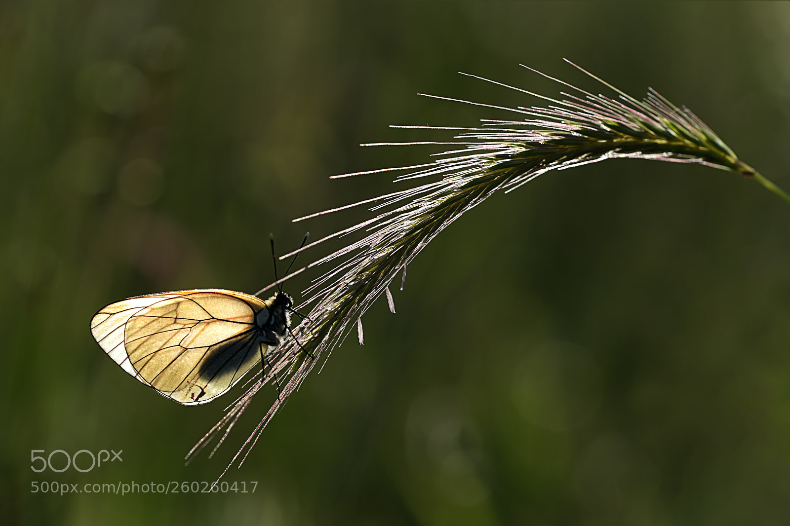 Nikon D810 sample photo. Black-veined white photography