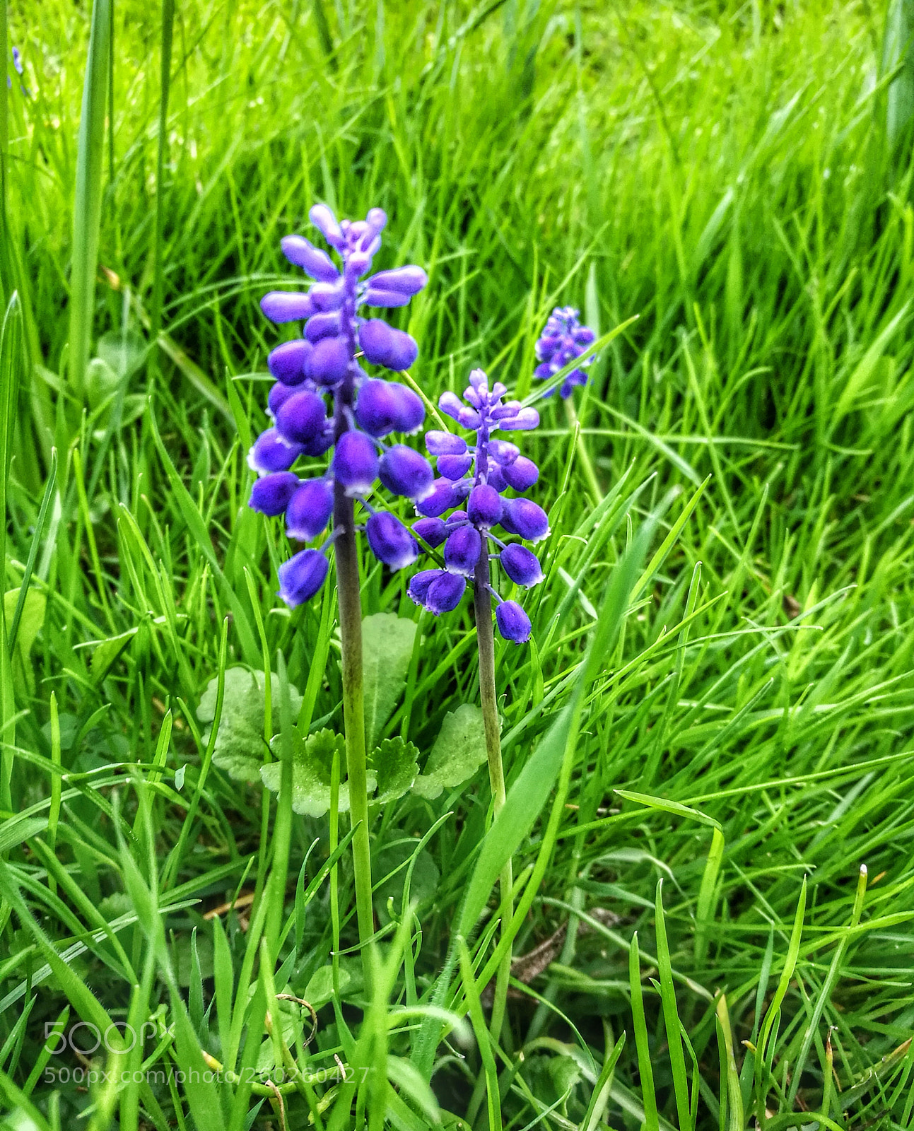 HUAWEI P9 sample photo. Spring... photography