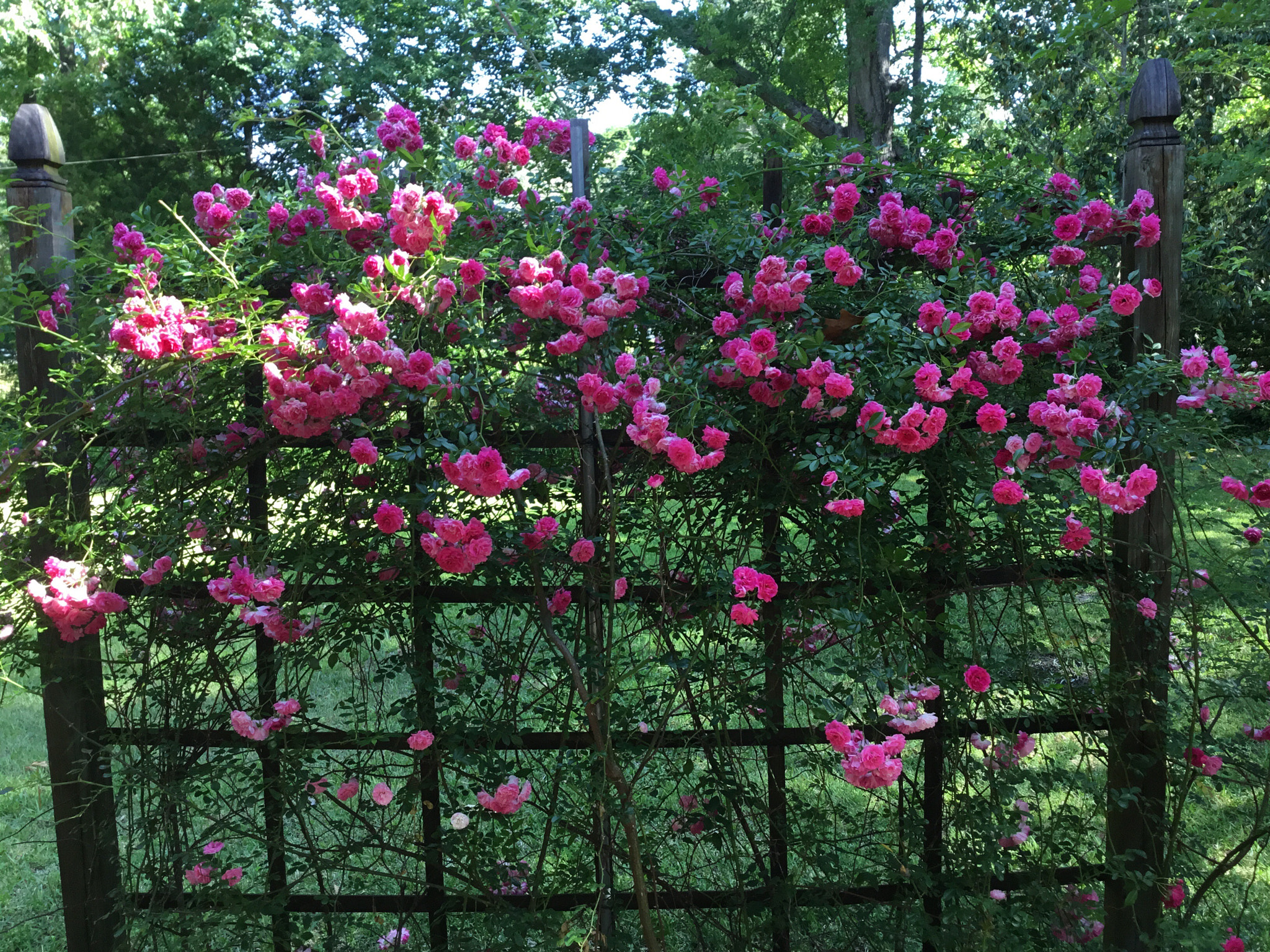Apple iPad Pro sample photo. Climbing roses photography