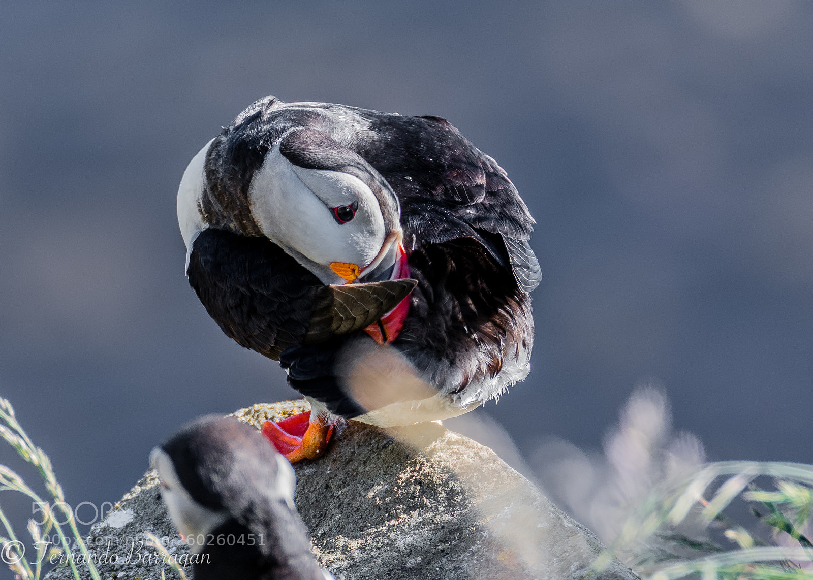Nikon D500 sample photo. Frailecillo , puffin photography
