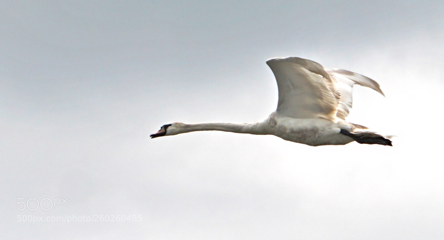 Sony a7R II sample photo. Swan flying photography