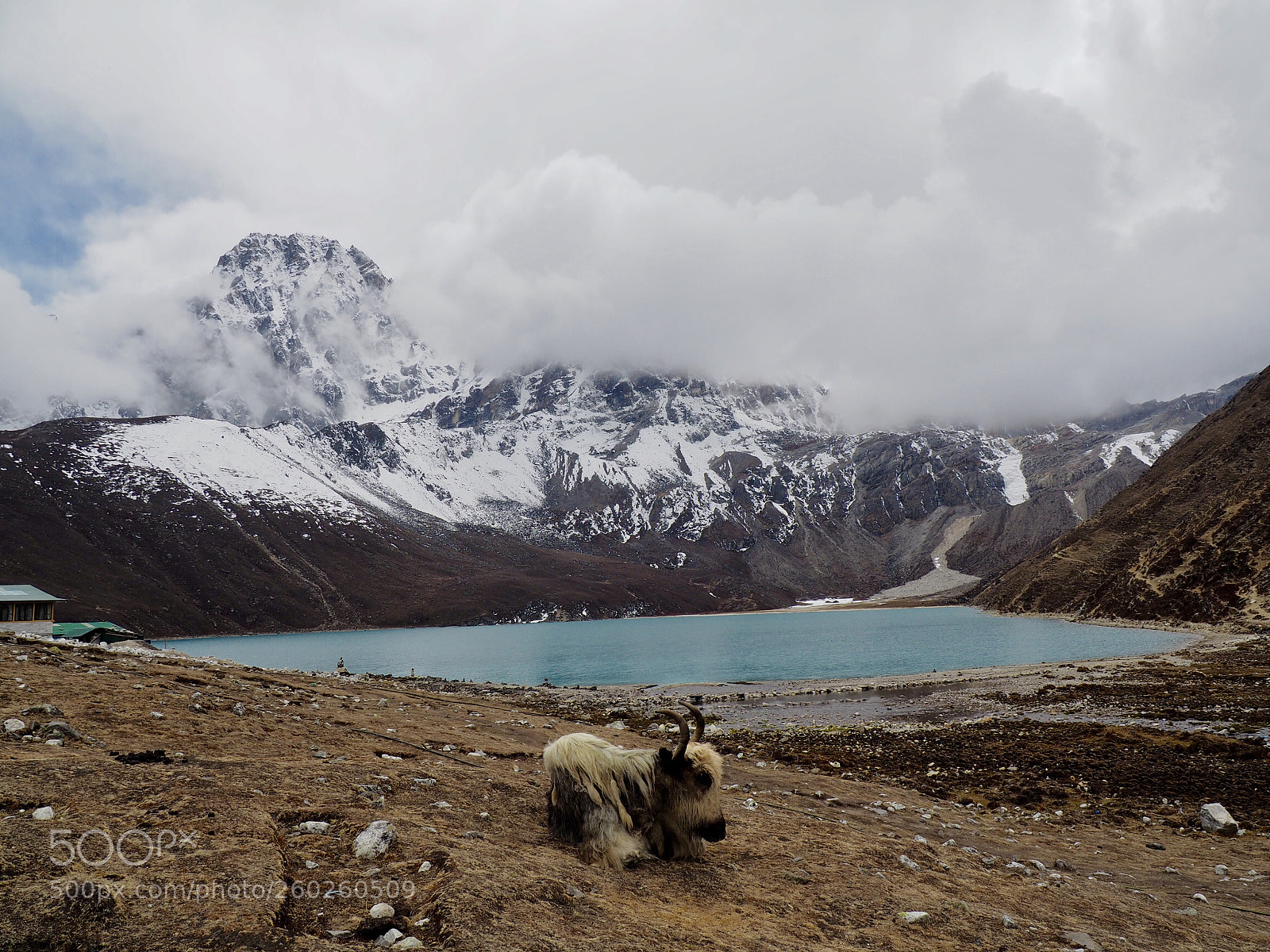 Olympus OM-D E-M5 II sample photo. Lonely yak photography