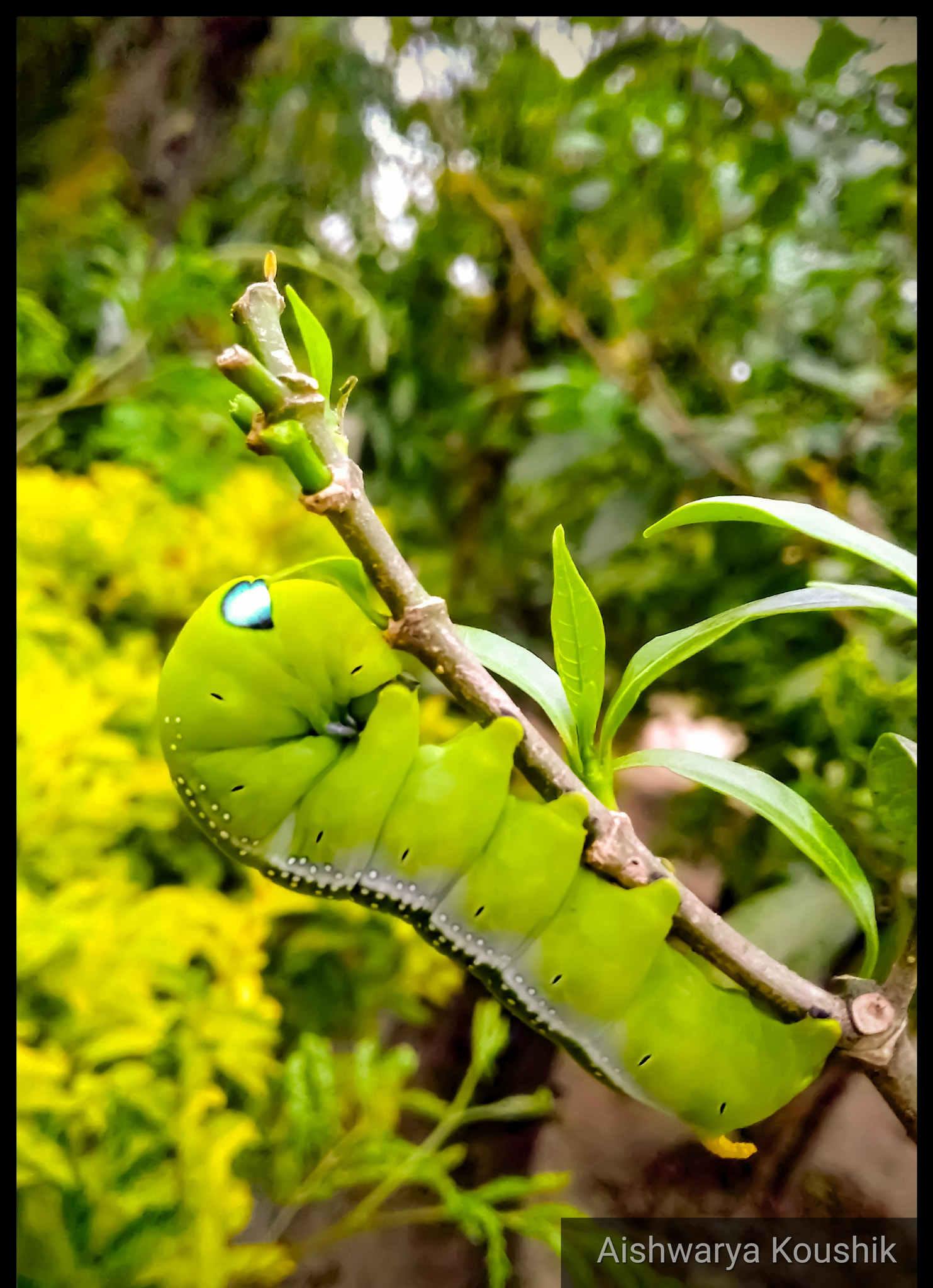 Motorola Moto G (5S) Plus sample photo. Oleander hawk moth caterpillar photography