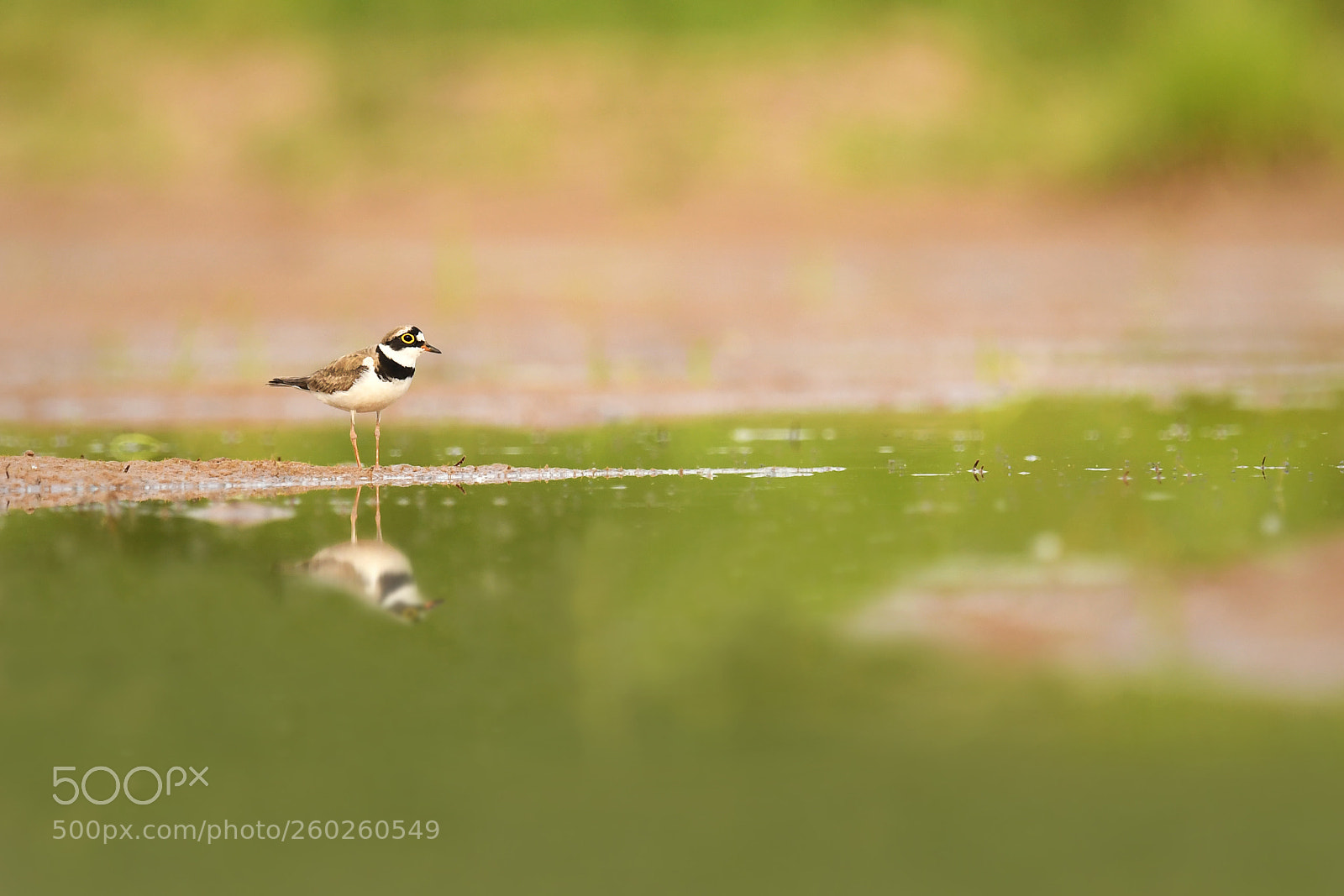 Nikon D500 sample photo. The little ringed plover photography