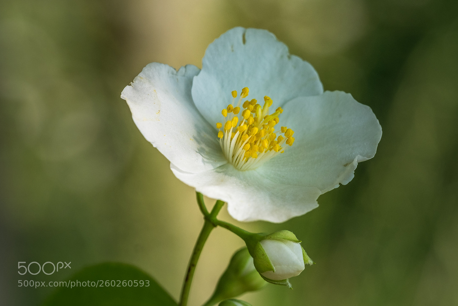 Fujifilm X-T1 sample photo. Europ ischer pfeifenstrauch philadelphus photography