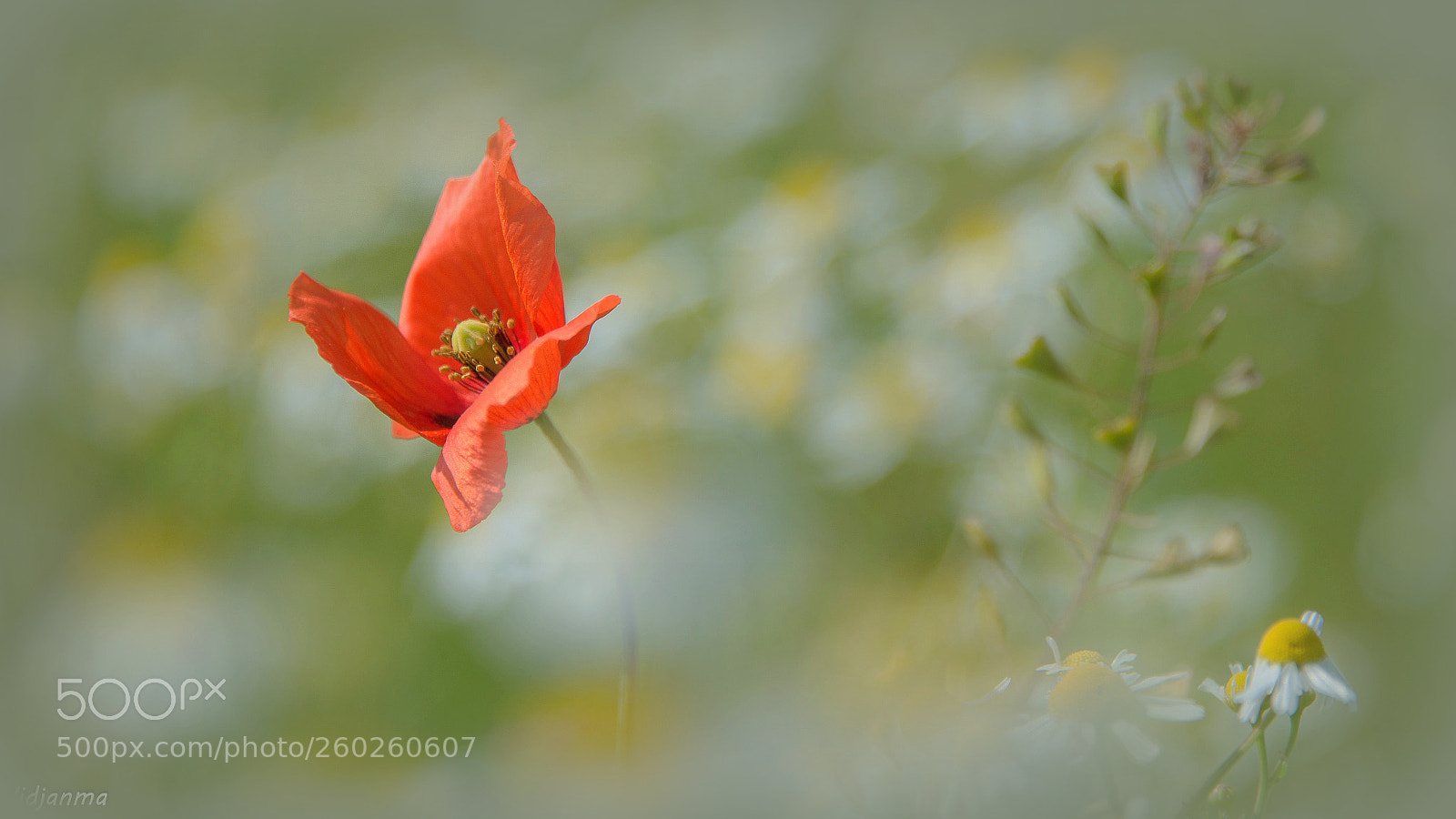 Nikon D610 sample photo. Flamenco photography