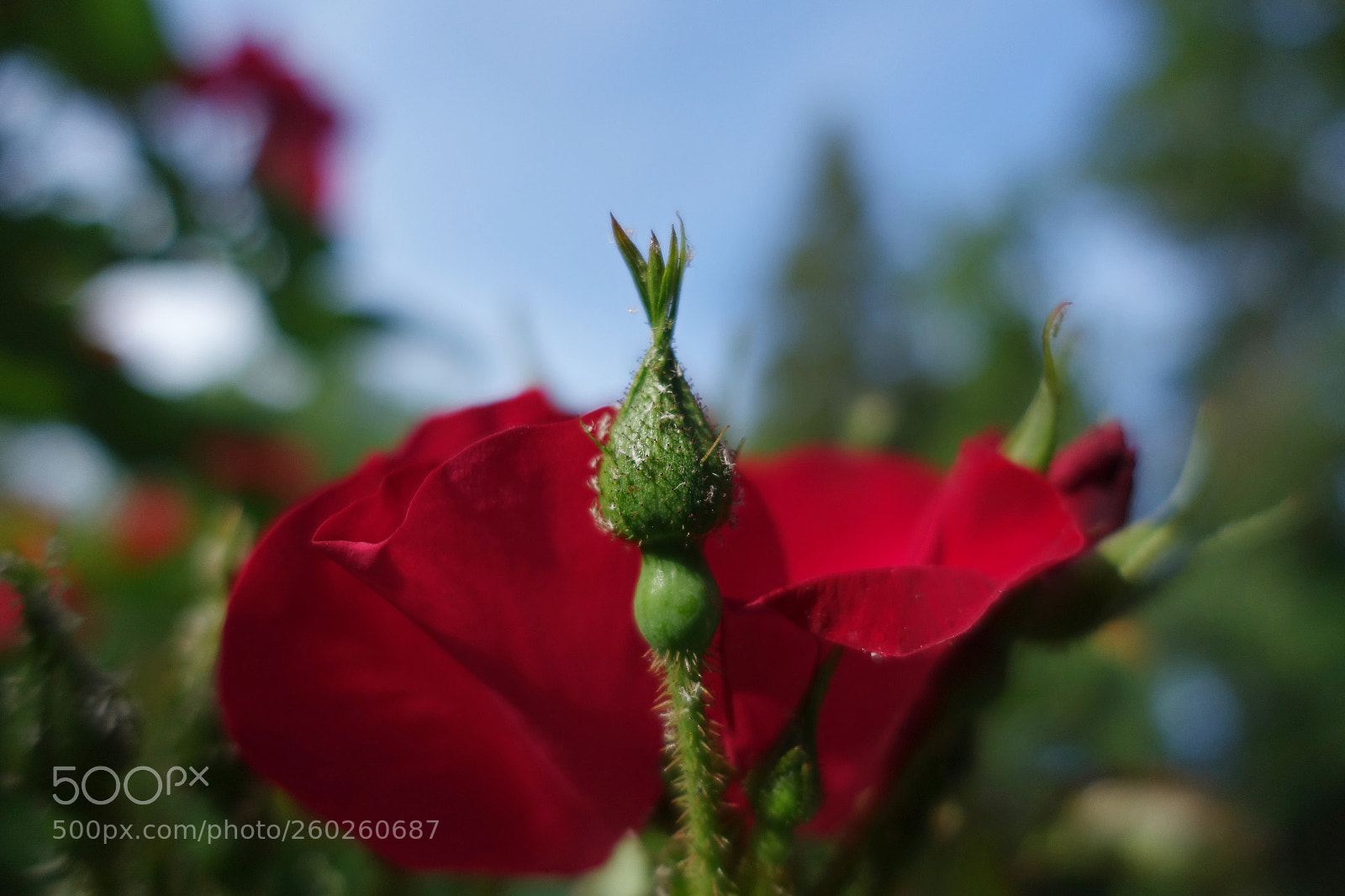 Sony Cyber-shot DSC-RX100 III sample photo. Rosebud photography