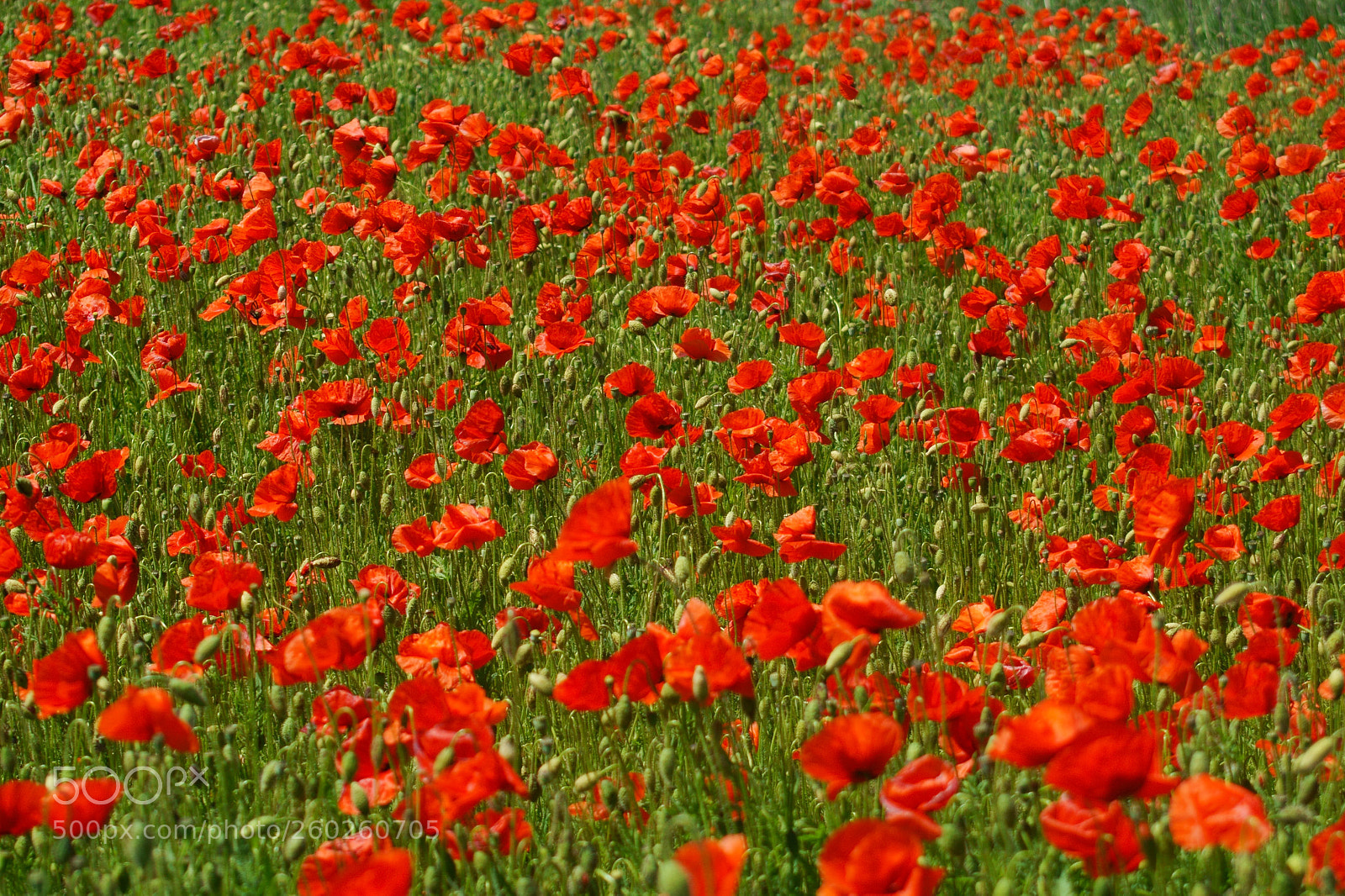 Sony SLT-A58 sample photo. Red poppies in field photography