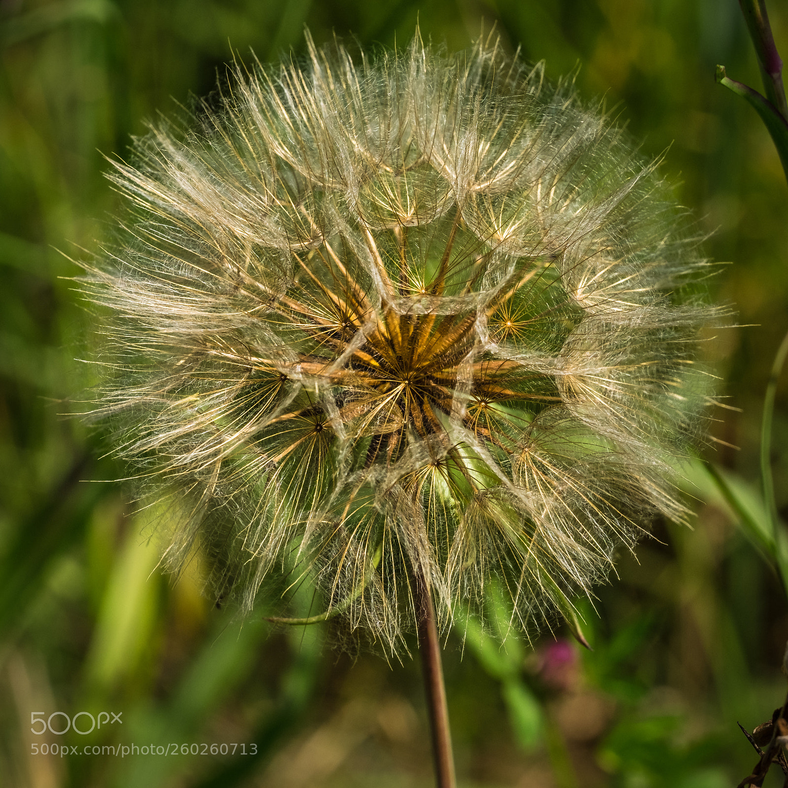 Fujifilm X-T1 sample photo. Gro er bocksbart tragopogon photography