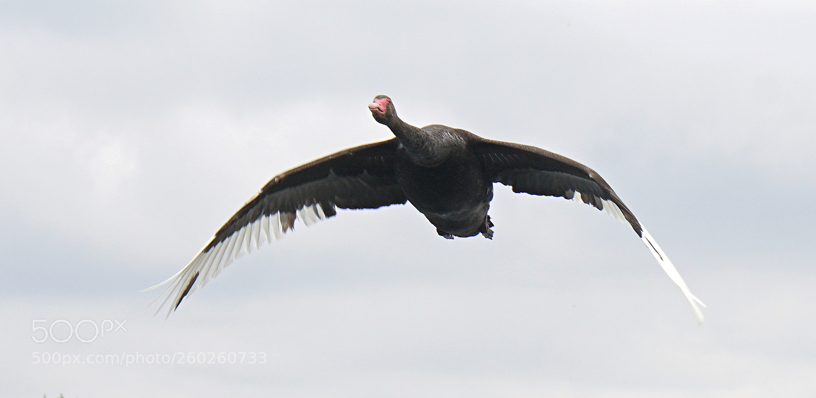 Sony a7R II sample photo. Speciale goose photography