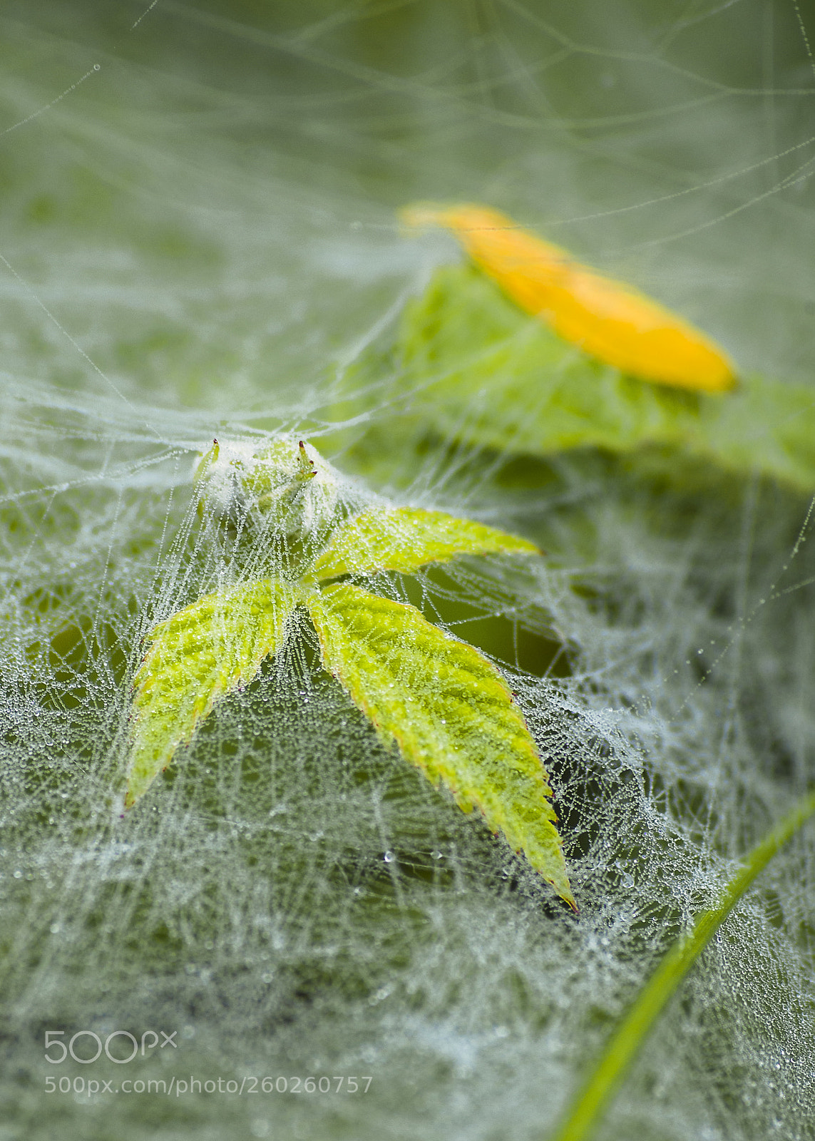 Pentax K-30 sample photo. Leaves under a spider's photography
